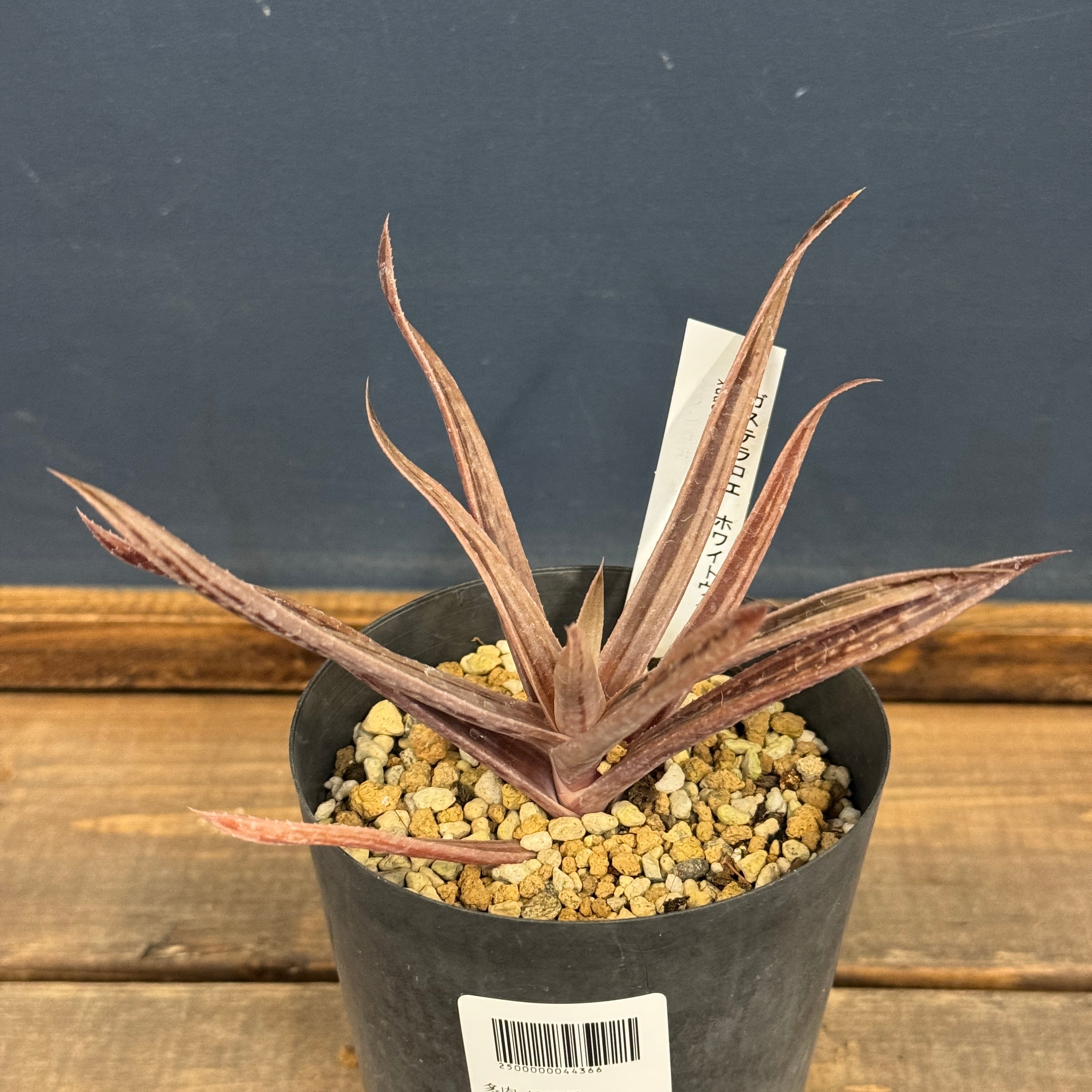 アガベ オテロイ 実生【229】 | PROTOLEAF プロトリーフ