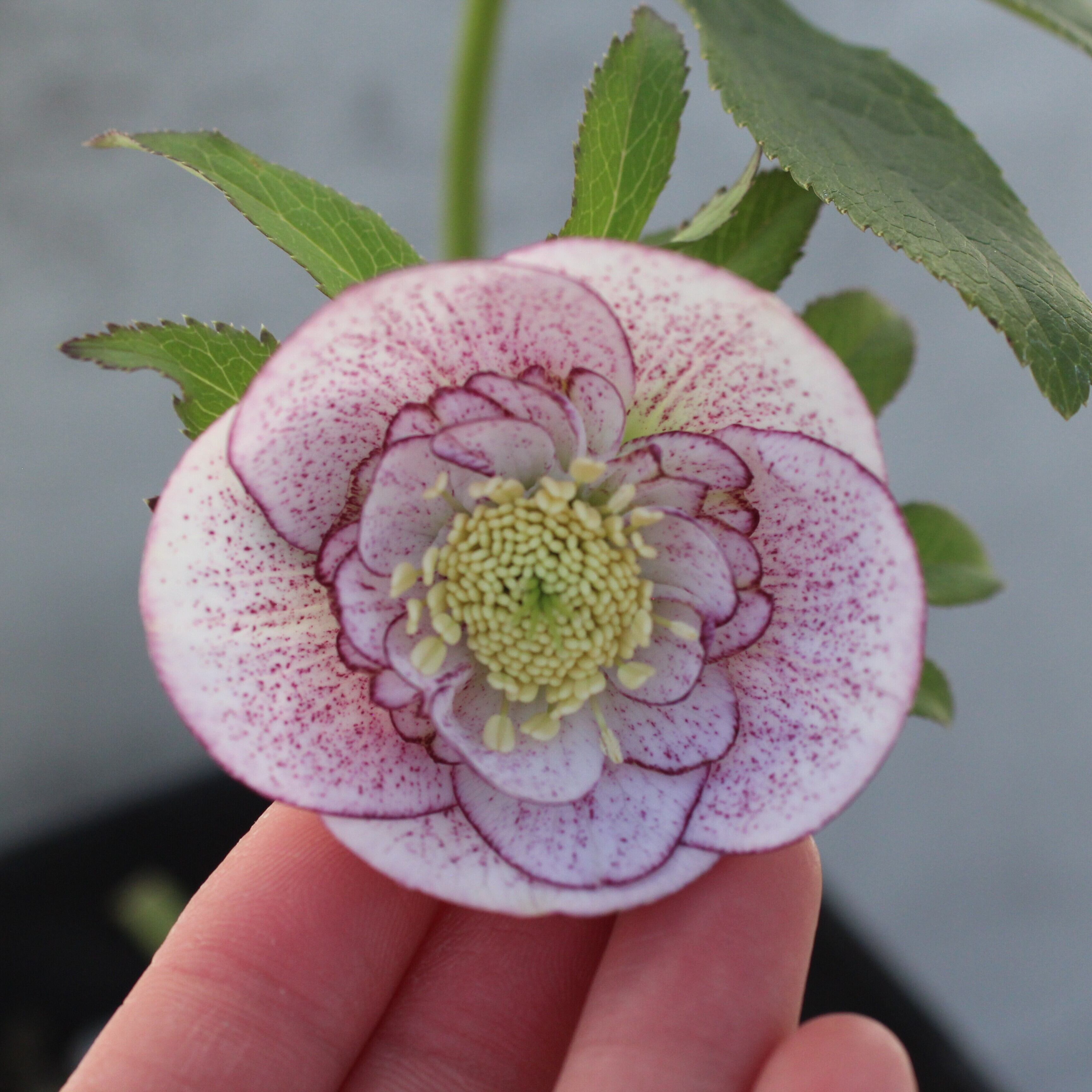 WS26-094 クリスマスローズ ウィンターシンフォニー ピンクミスト