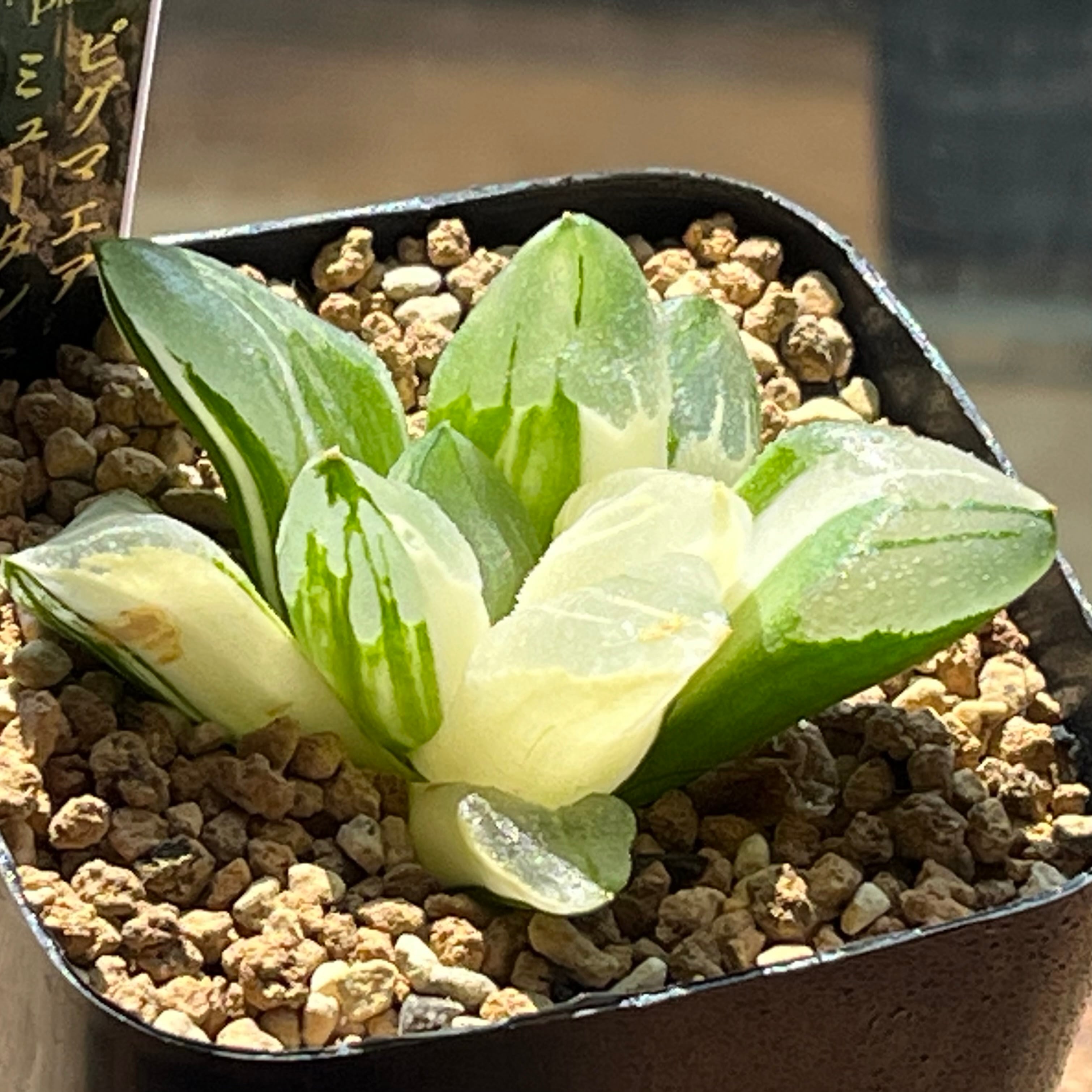 mocono_plants
