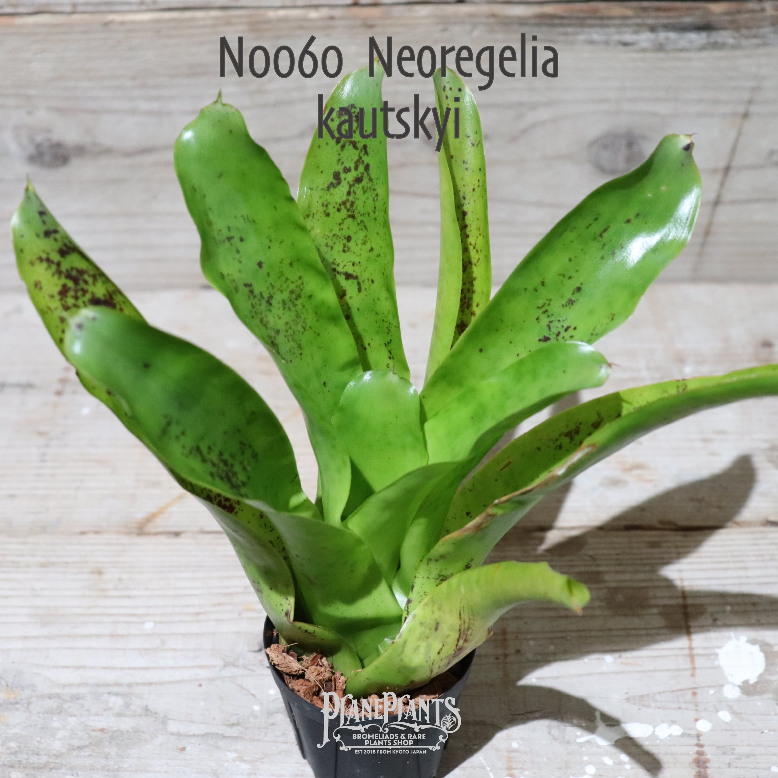 【送料無料】Neoregelia kautskyi〔ネオレゲリア〕現品発送N0060