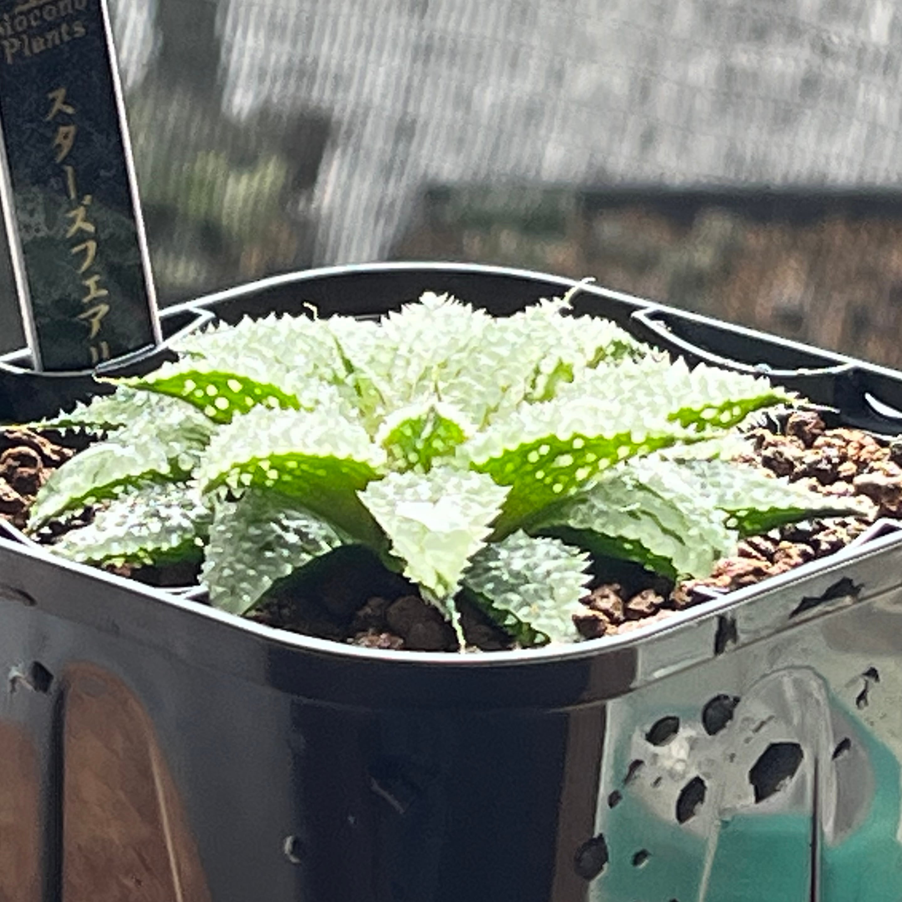 ハオルチア スターズフェアリー | mocono_plants