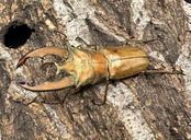 【WD】《ルニフェルホソアカ 48.5mm ♂B品ペア》