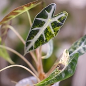 アロカシア バンビーノ イエロー / Alocasia bambino variegated 'Yellow'⑯ / 観葉植物