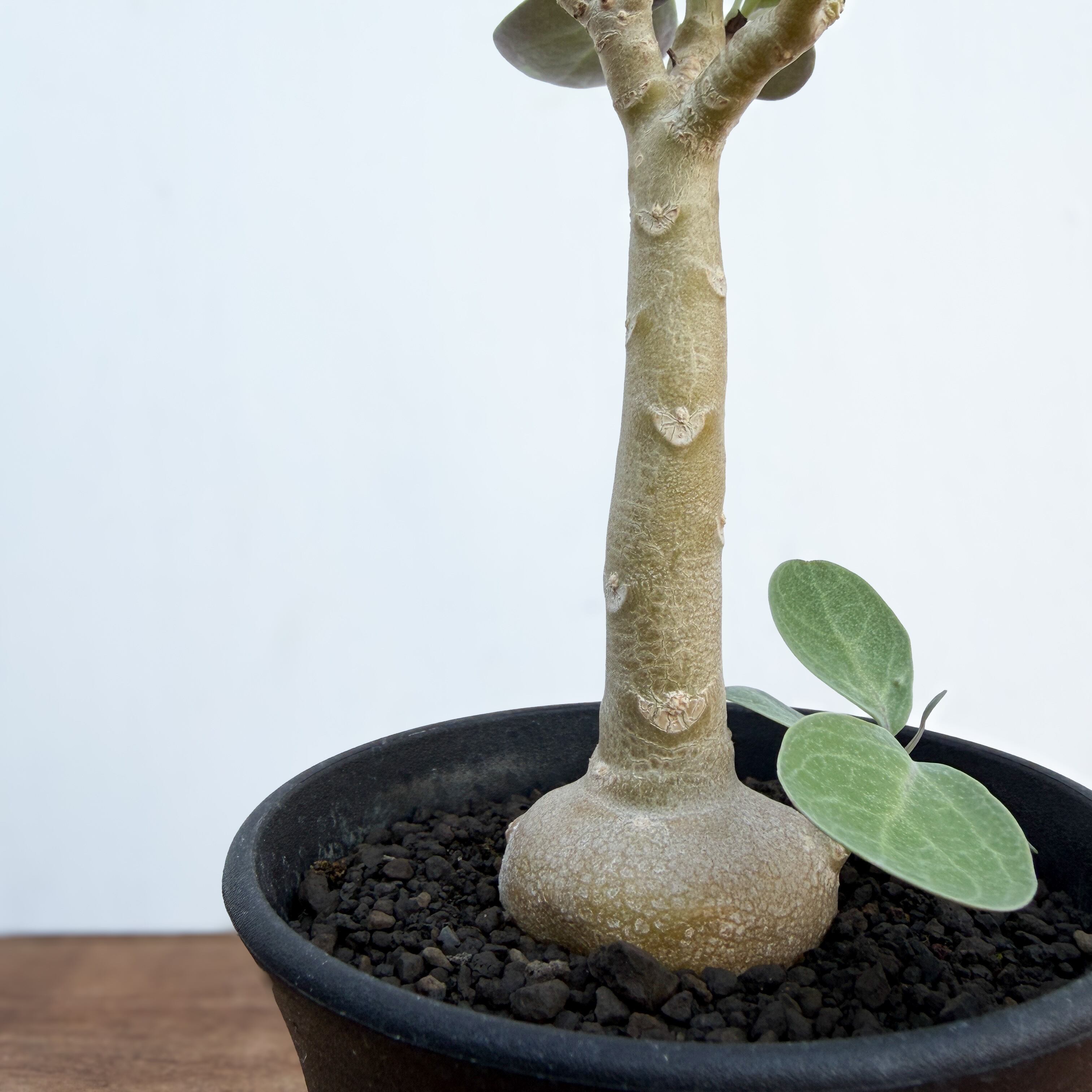 Othonna triplinervia【オトンナ・トリプリネルビア】 | RIMO'S GREEN