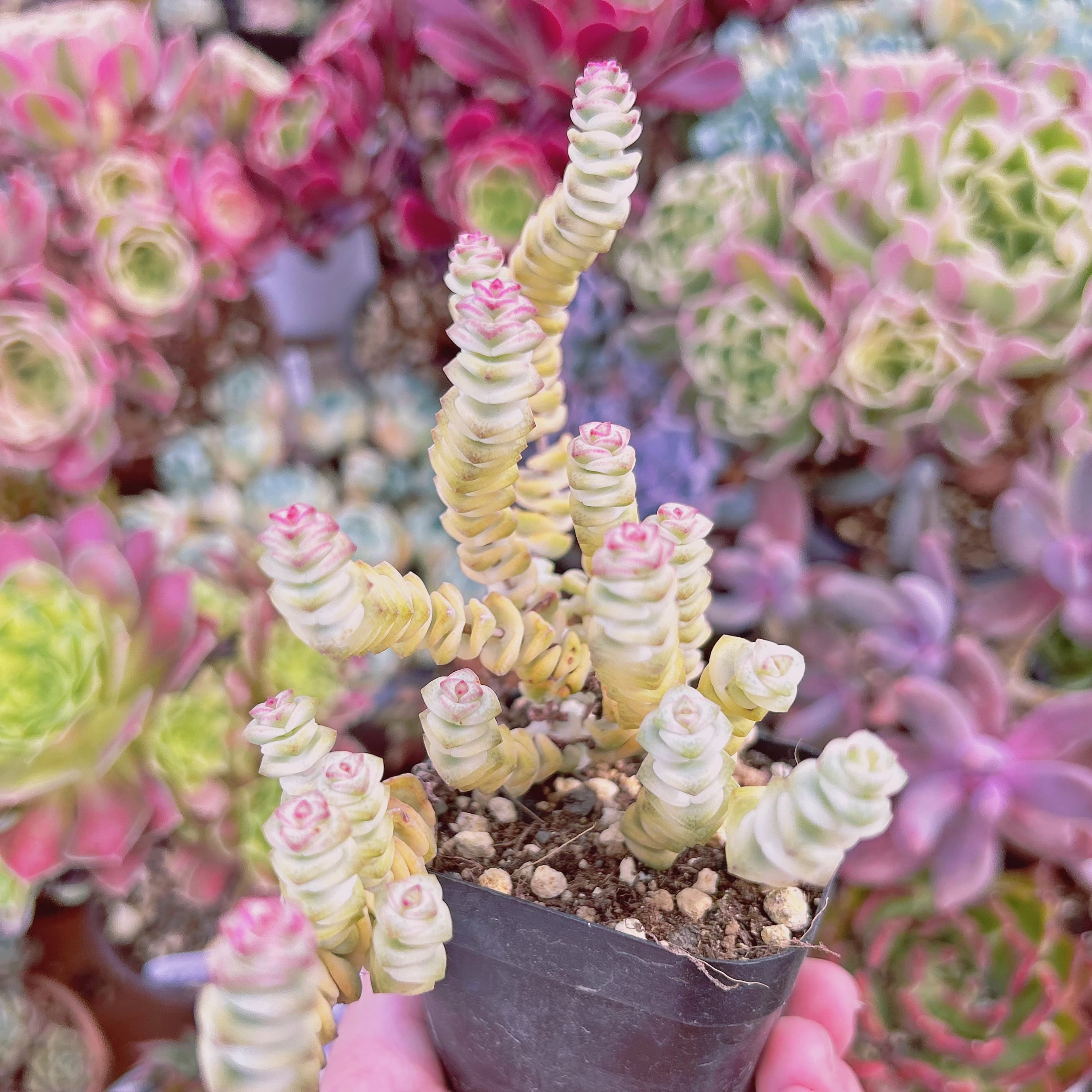 現物 多肉植物 ファンタジー錦 | るる農園~多肉植物専門