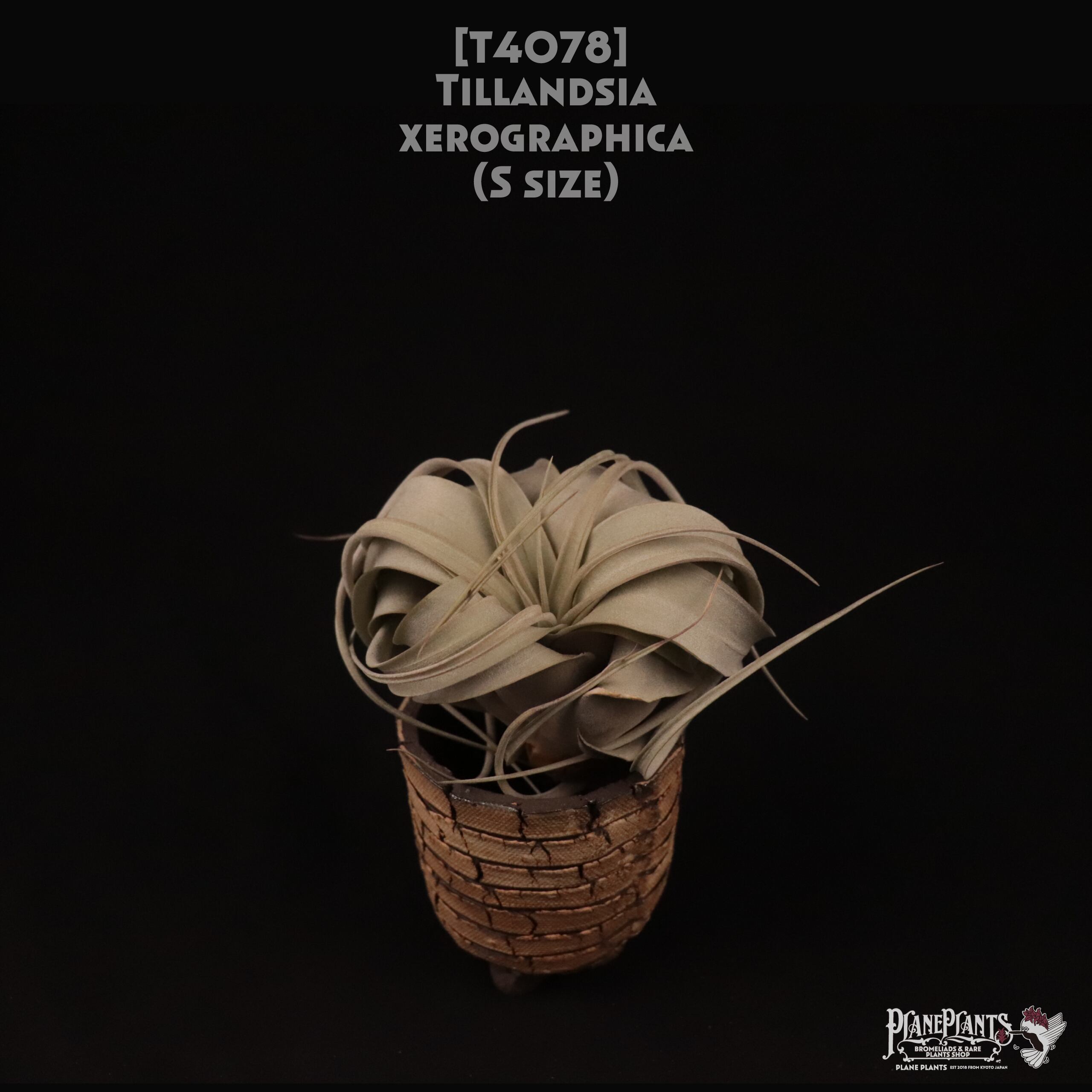 【送料無料】xerographica S〔エアプランツ〕現品発送T4078