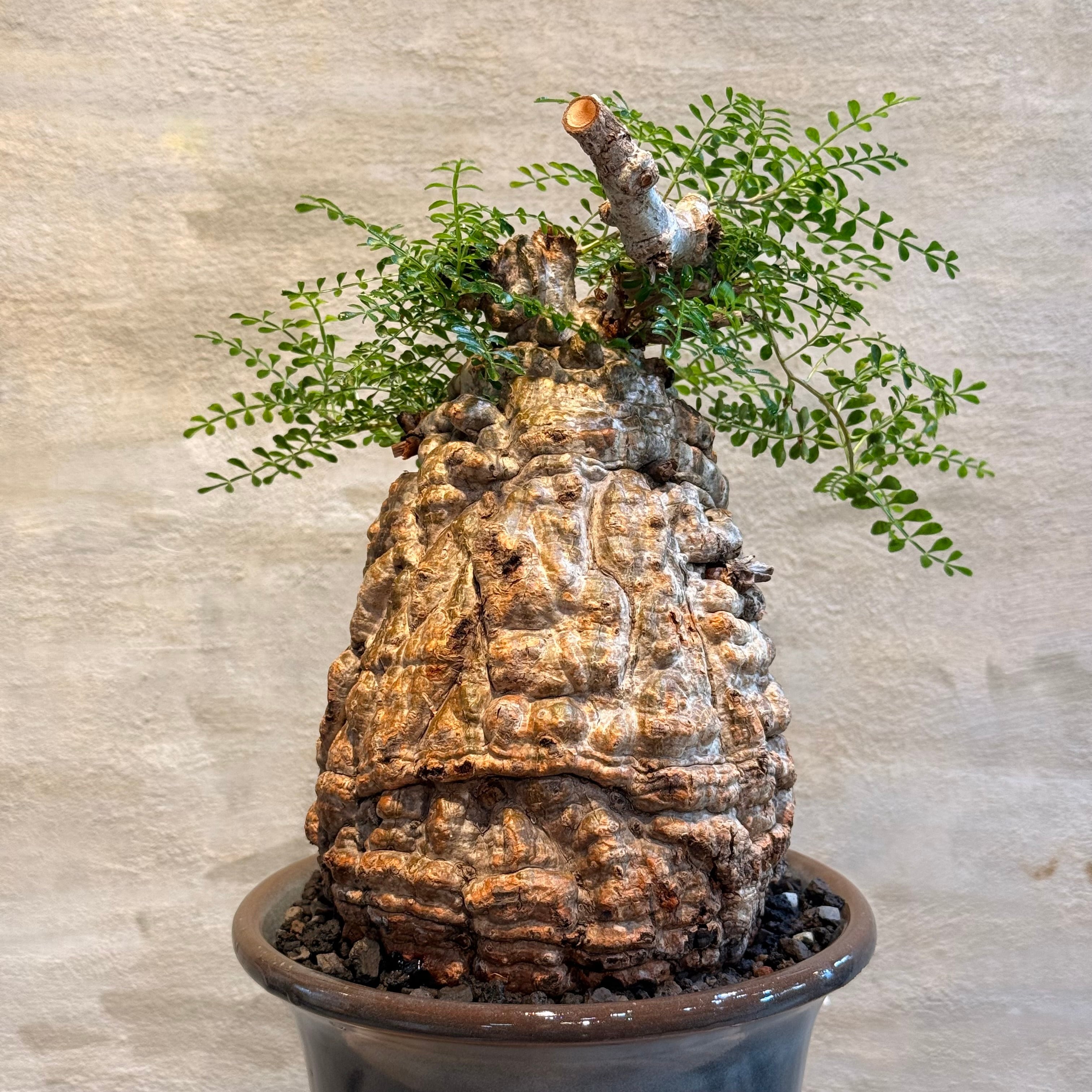 送料無料！【植物】オペルクリカリア パキプス 発根済み現地株×ARCH