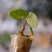 アンスリウム ドラヤキ × シルバーブラッシュ / Anthurium Dorayaki × Anthurium Silver brush⑬/ 観葉植物<育て方・花言葉>