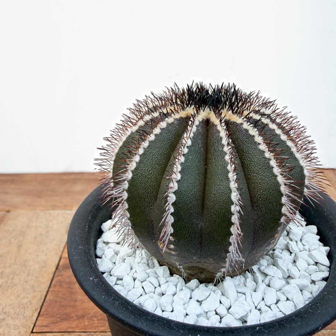 Uebelmannia pectinifera【ユーベルマニア・ペクチニフェラ・実生】