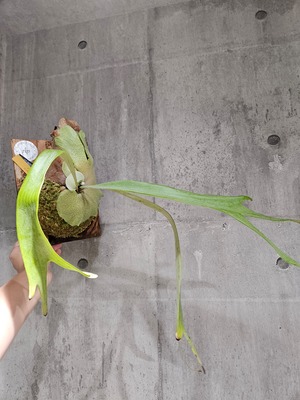 P.New Moon (OC)【artPLANTs/PLANTS GARAGE】ビカクシダ/Platycerium
