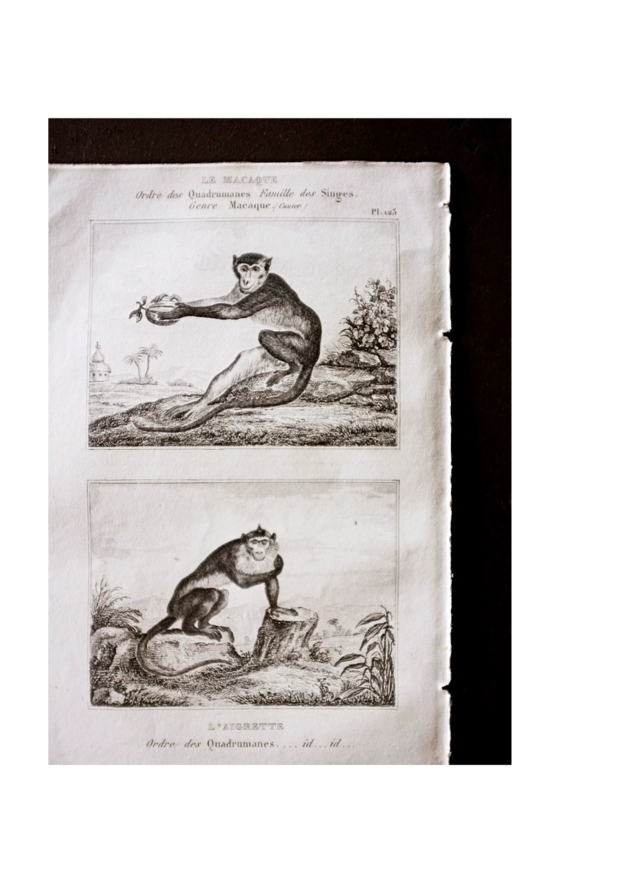 フランス BUFFON 1835s ビュフォン伯爵による動物たちの博物画 マカクザル  アンティーク