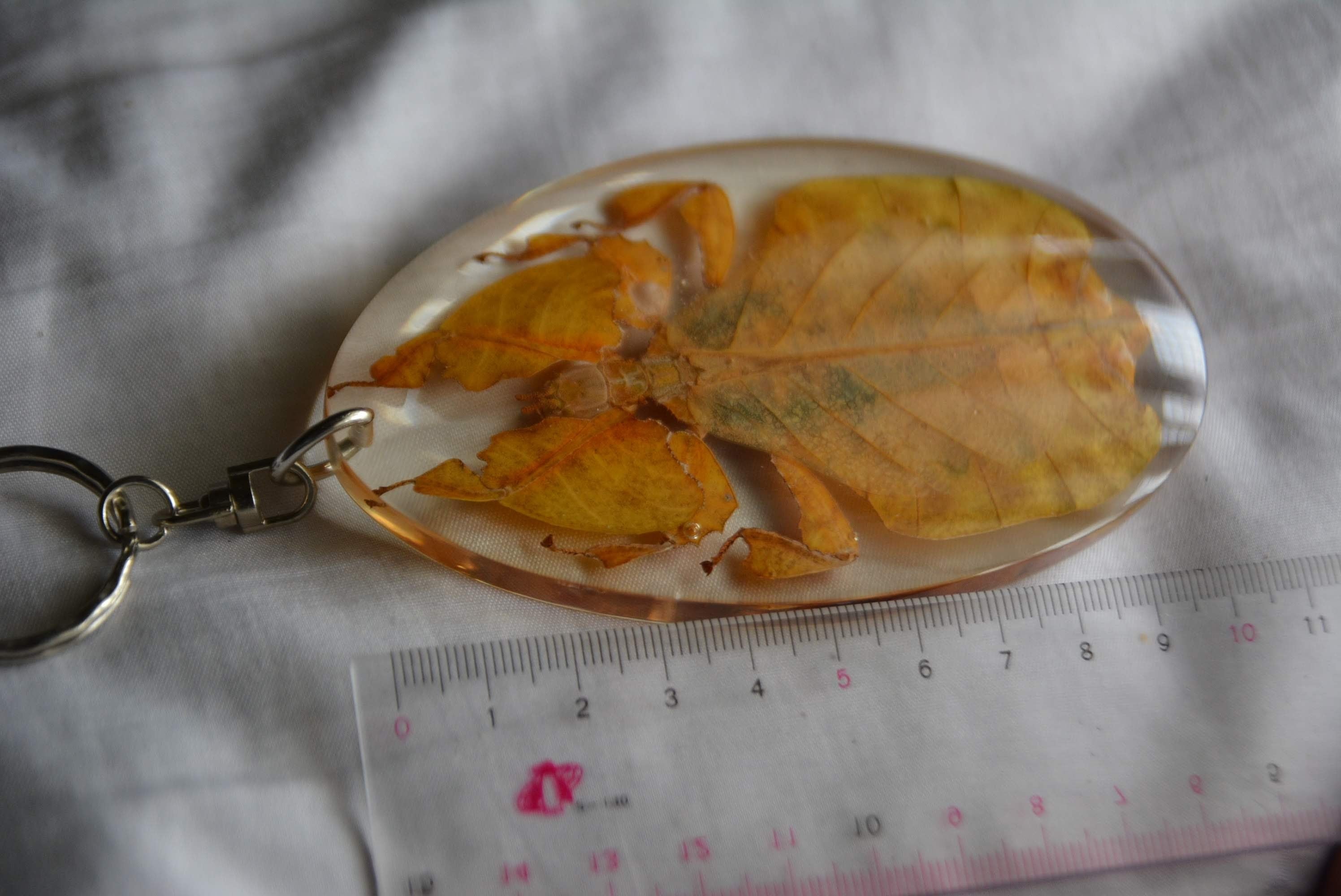 オオコノハムシ P. bioculatum 98 コノハムシ標本 ジャワ島 枯葉モルフ