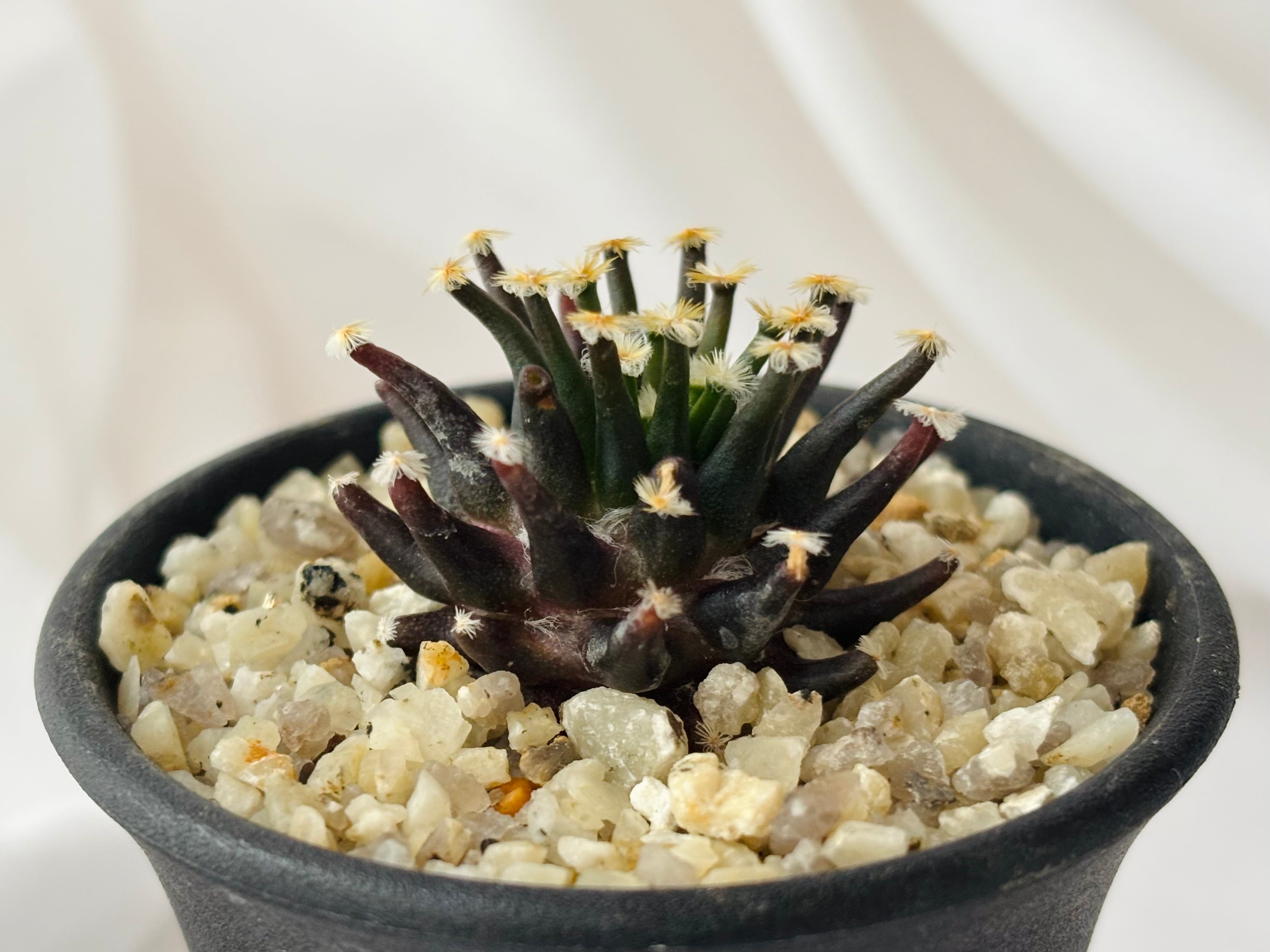 Mammillaria schiedeana マミラリア 黒肌明星 サボテン | plants MARU