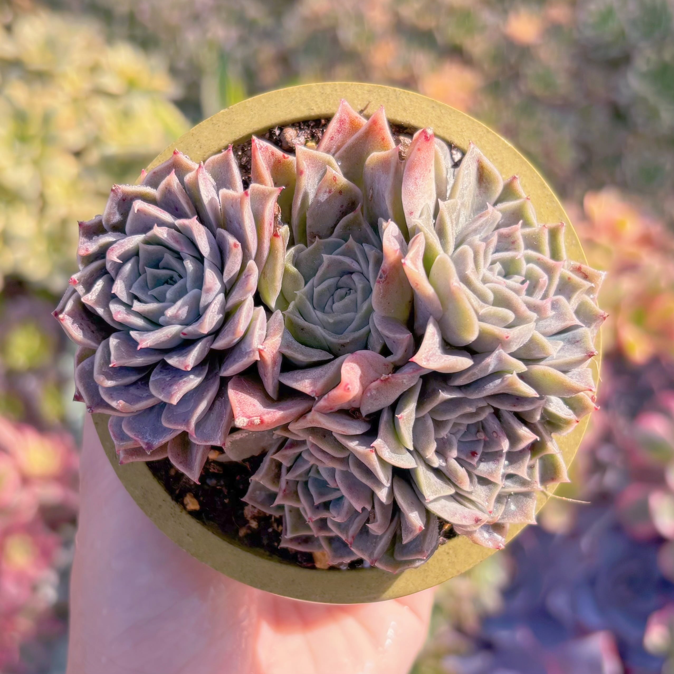 現品　ヘレナ#A076　古株　るる農園