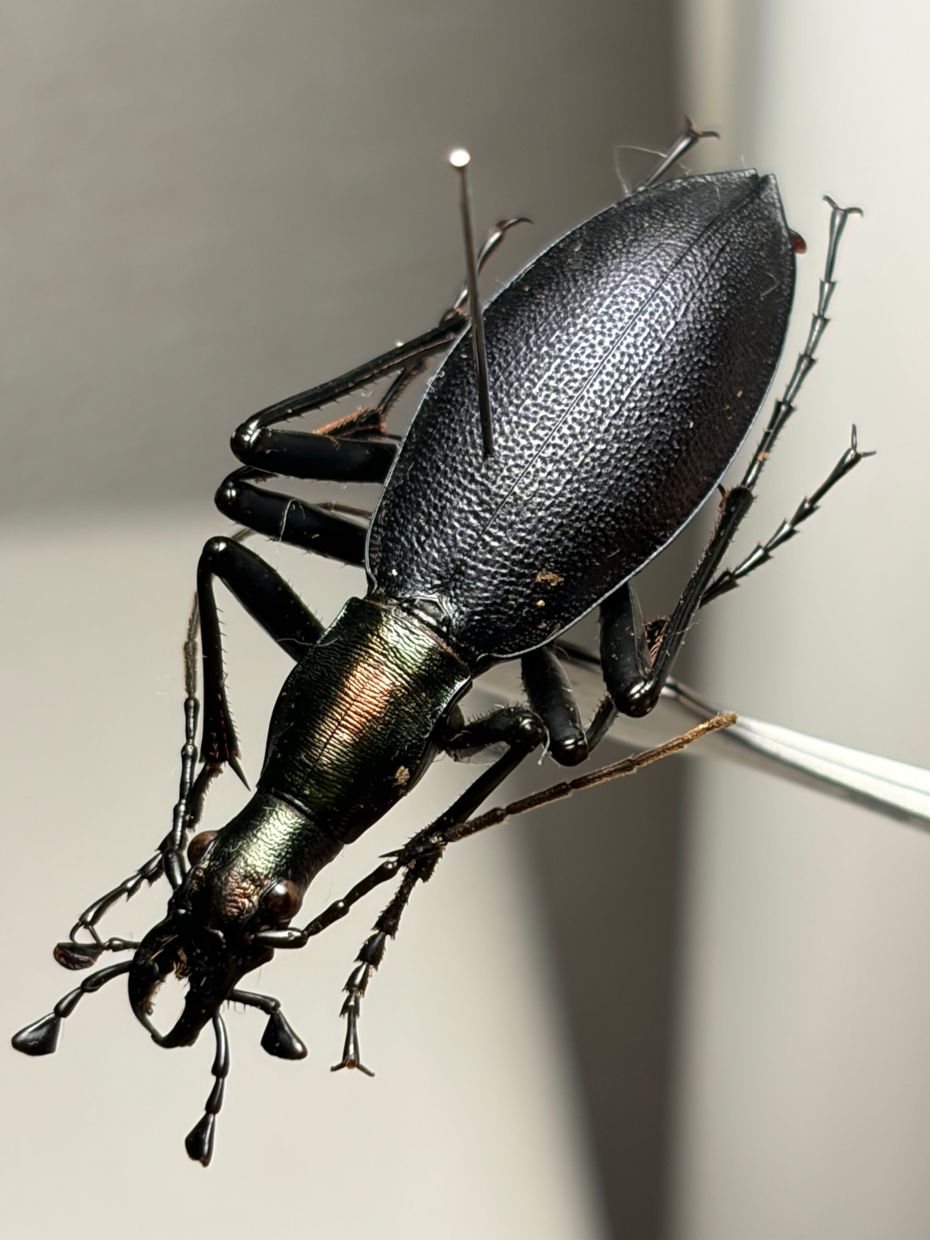 45mm】テイオウカブリモドキ オサムシ標本 オサムシ マイマイカブリ
