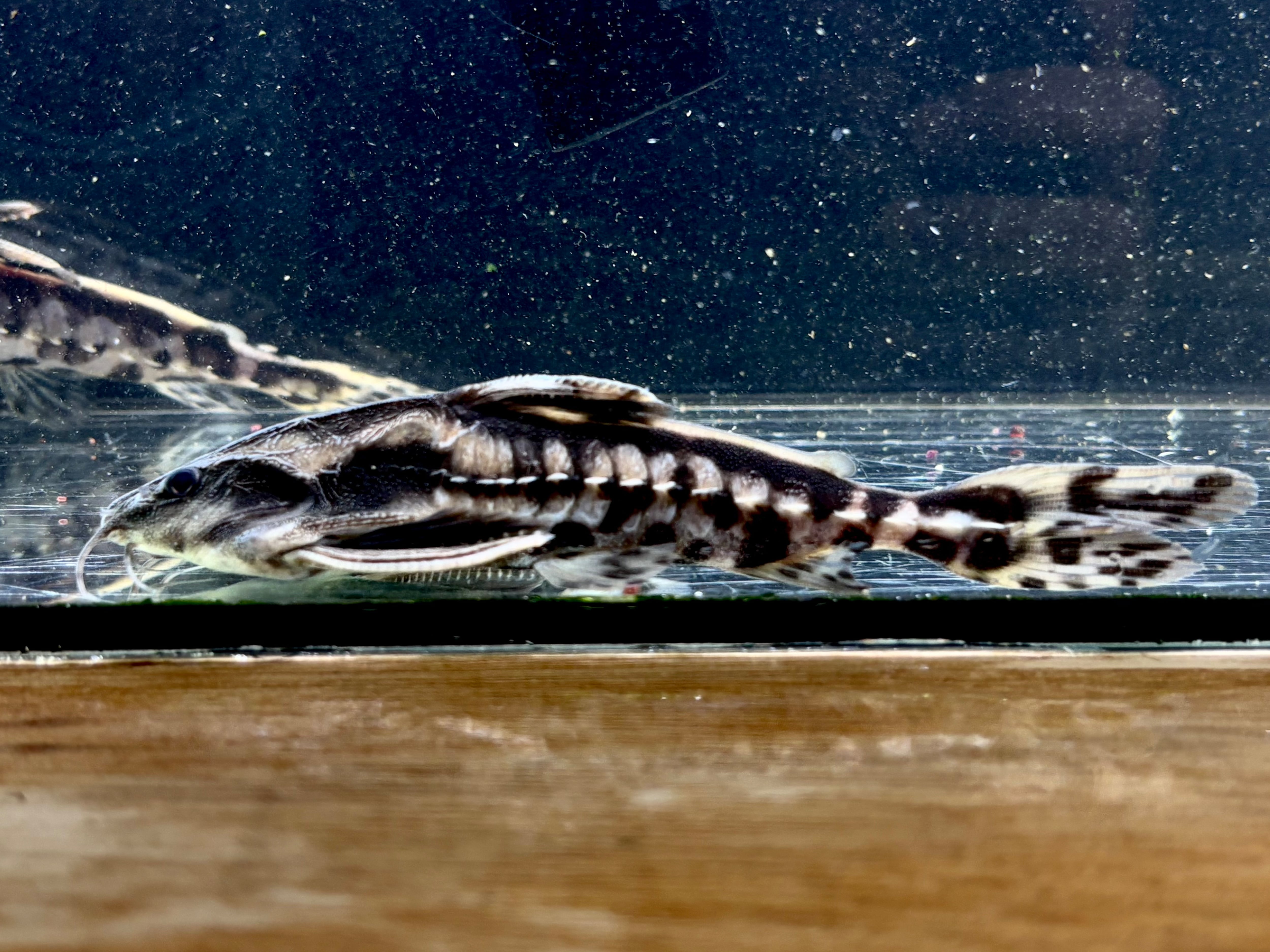 大ナマズ プテロドラス 大型剥製 はく製 レア 貴重 魚 アマゾン メガロドラス メガロドラス 12〜15㎝± ペルー便 | AQUASTYLEG