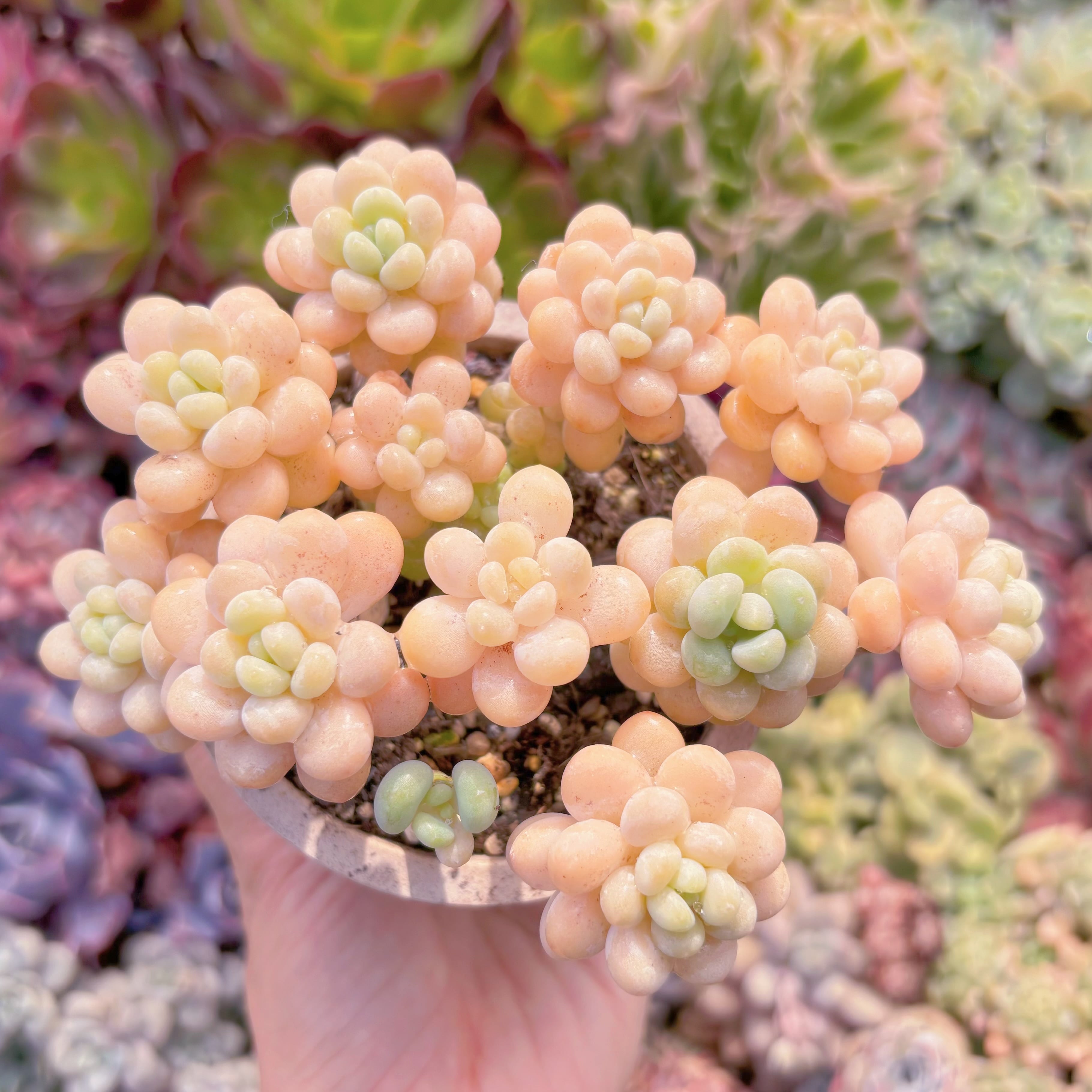 現品　丸葉ストロベリーミルク#622　群生　るる農園