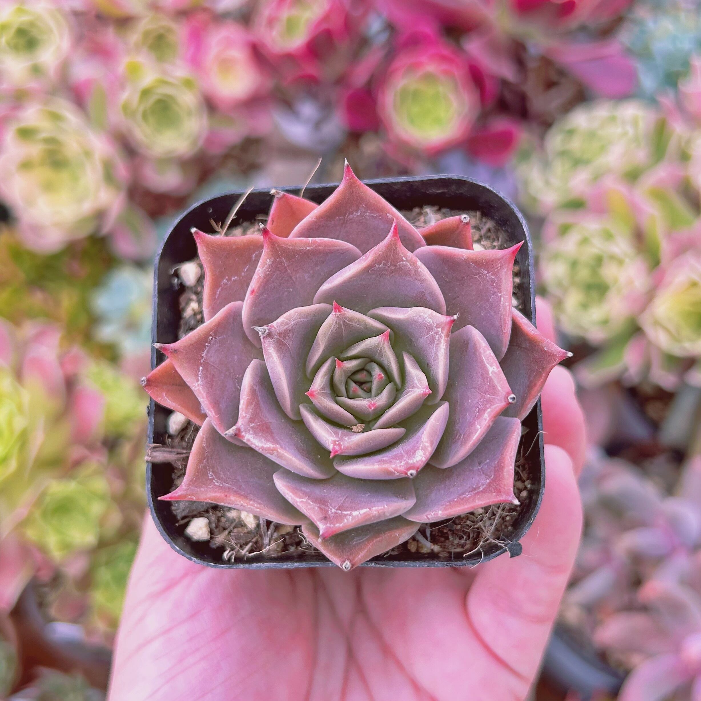 #331現物　多肉植物　ミヤ　抜き苗