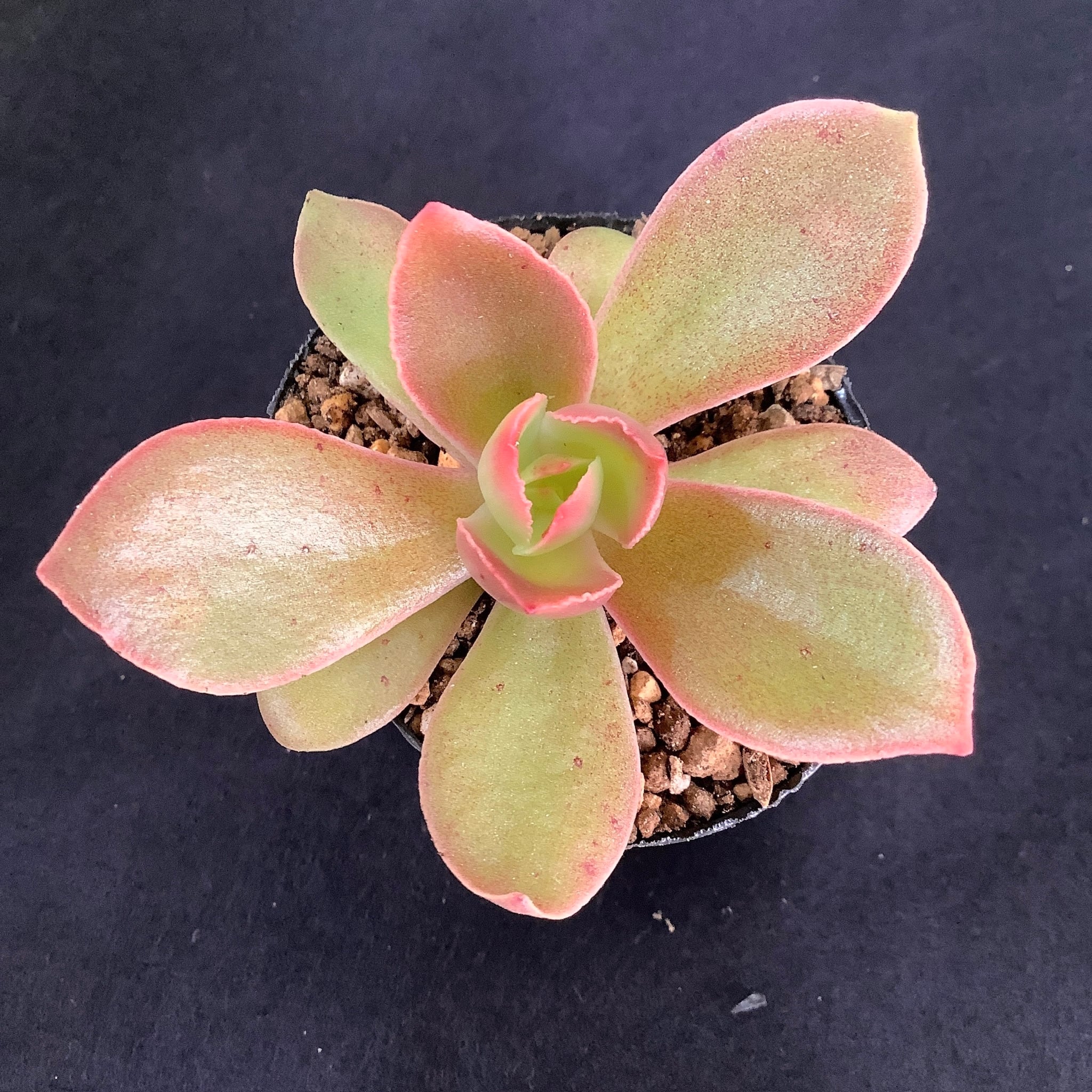 koehres sonianevadensis,Colima（実生苗）③ | 多肉アン