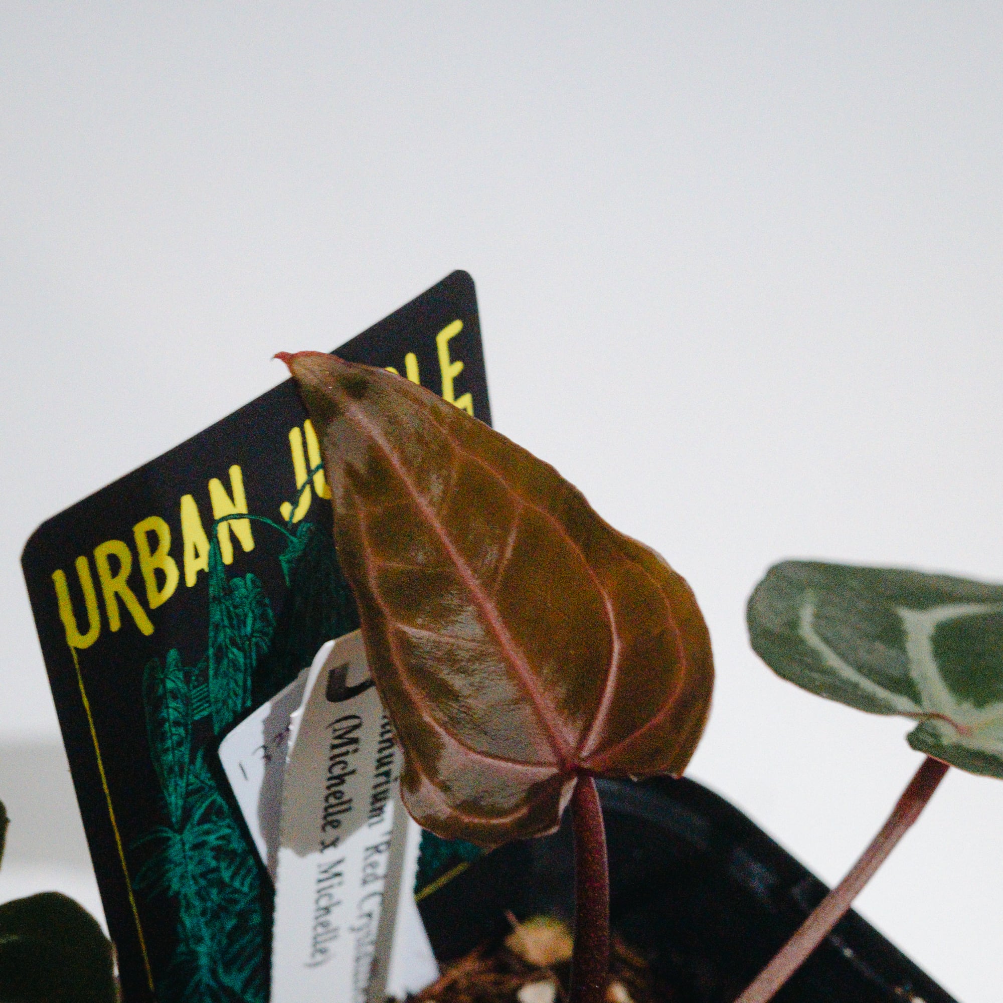 アンスリウム・レッドクリスタリナム ミシェル×ミシェル（Anthurium