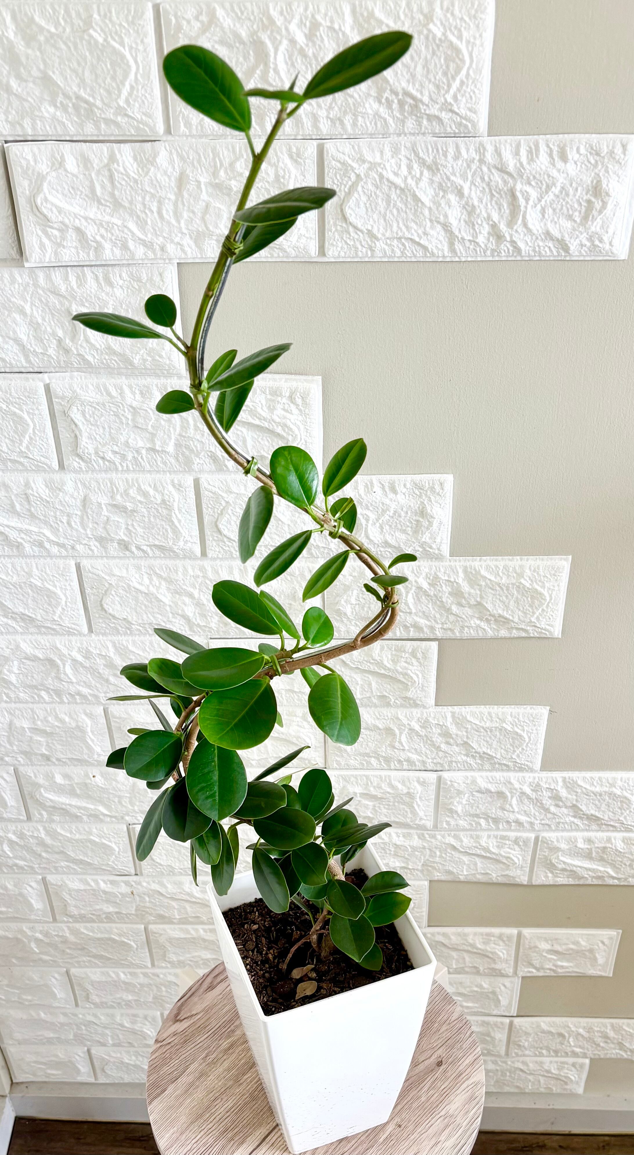 現品】パンダガジュマル 曲がり 観葉植物 | 観葉植物のお店 feerie