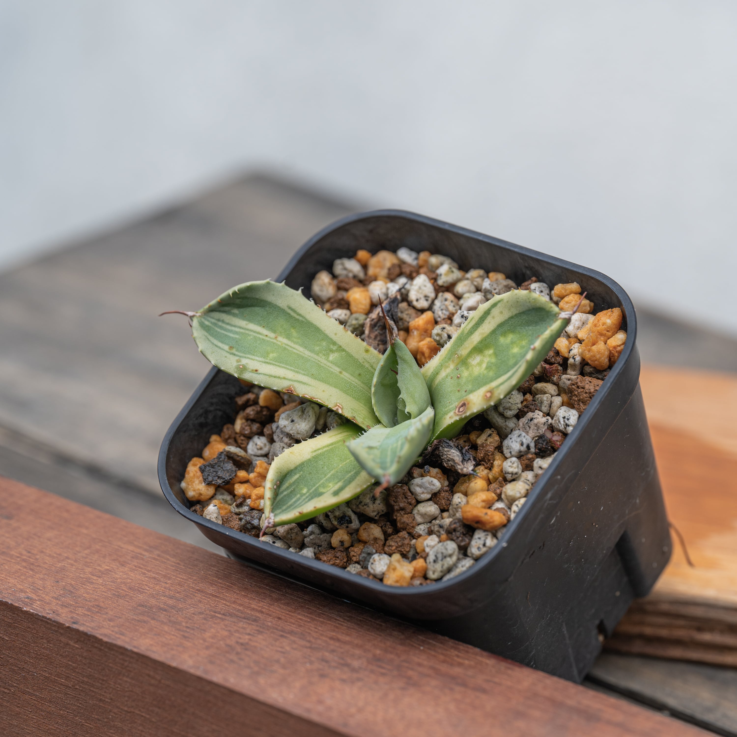 アガベ パリー トランカータ ライムストリーク 3株 【公式通販】