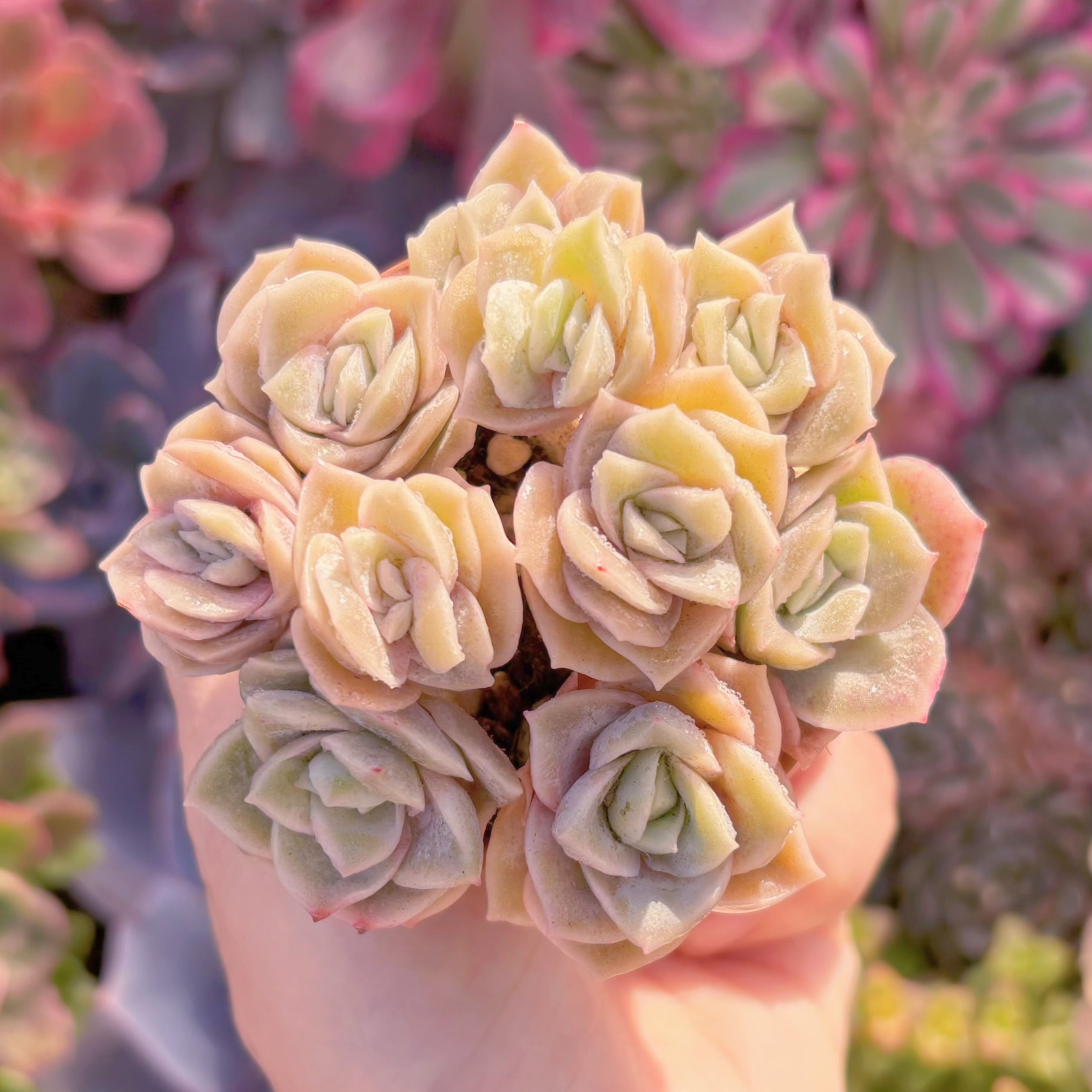 多肉植物　ラブリーローズ(10苗)　在庫僅少　新入荷　るる農園