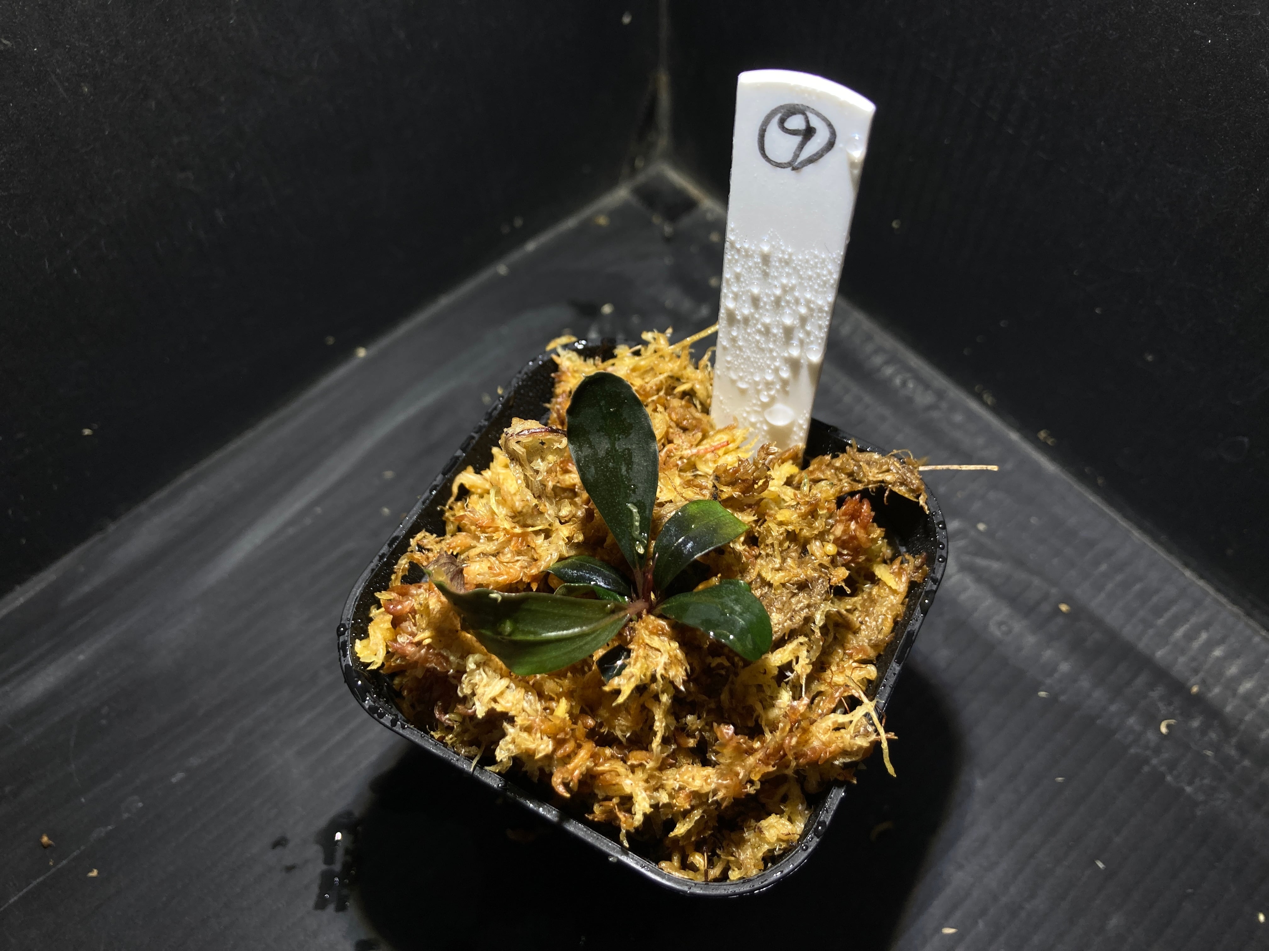 Bucephalandra sp. Red central(ブセファランドラsp. レッドセントラル