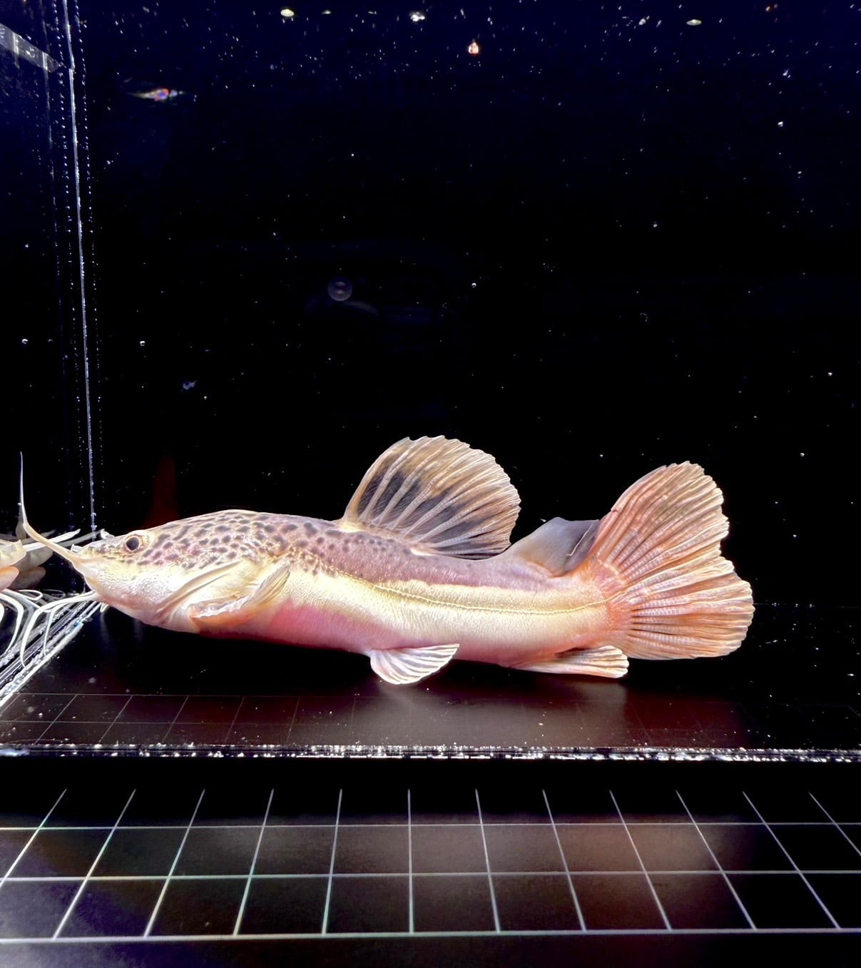 ショートボディー・レッドテールキャット➁ | THE AQUARIUM ISE