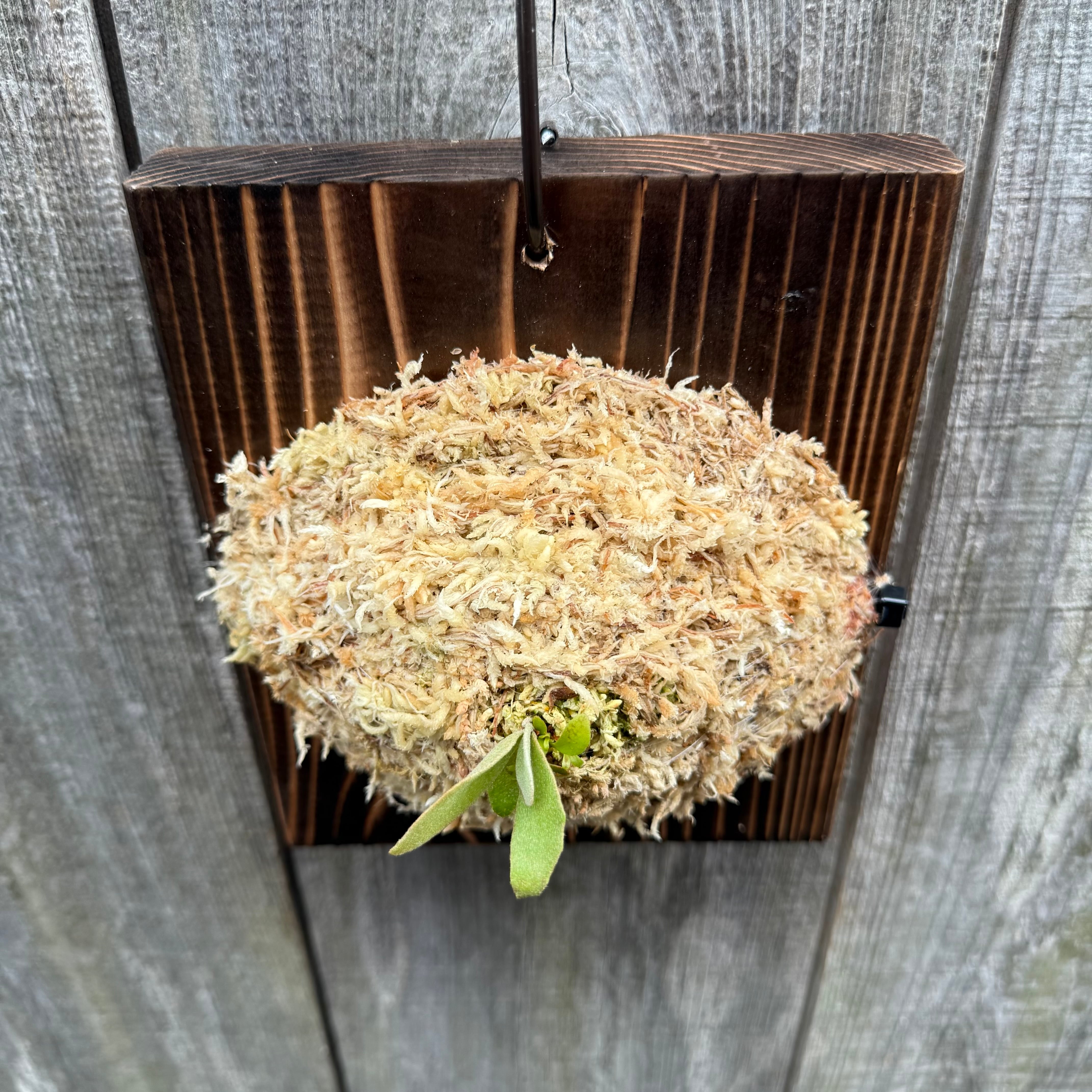 P.Triceratops (三角龍) pup | naturefix