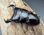 【WD】《ダイオウヒラタ イジェン産 73mm ペア》