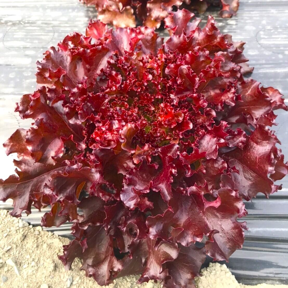 Semer les graines de laitue à couper dans des sillons