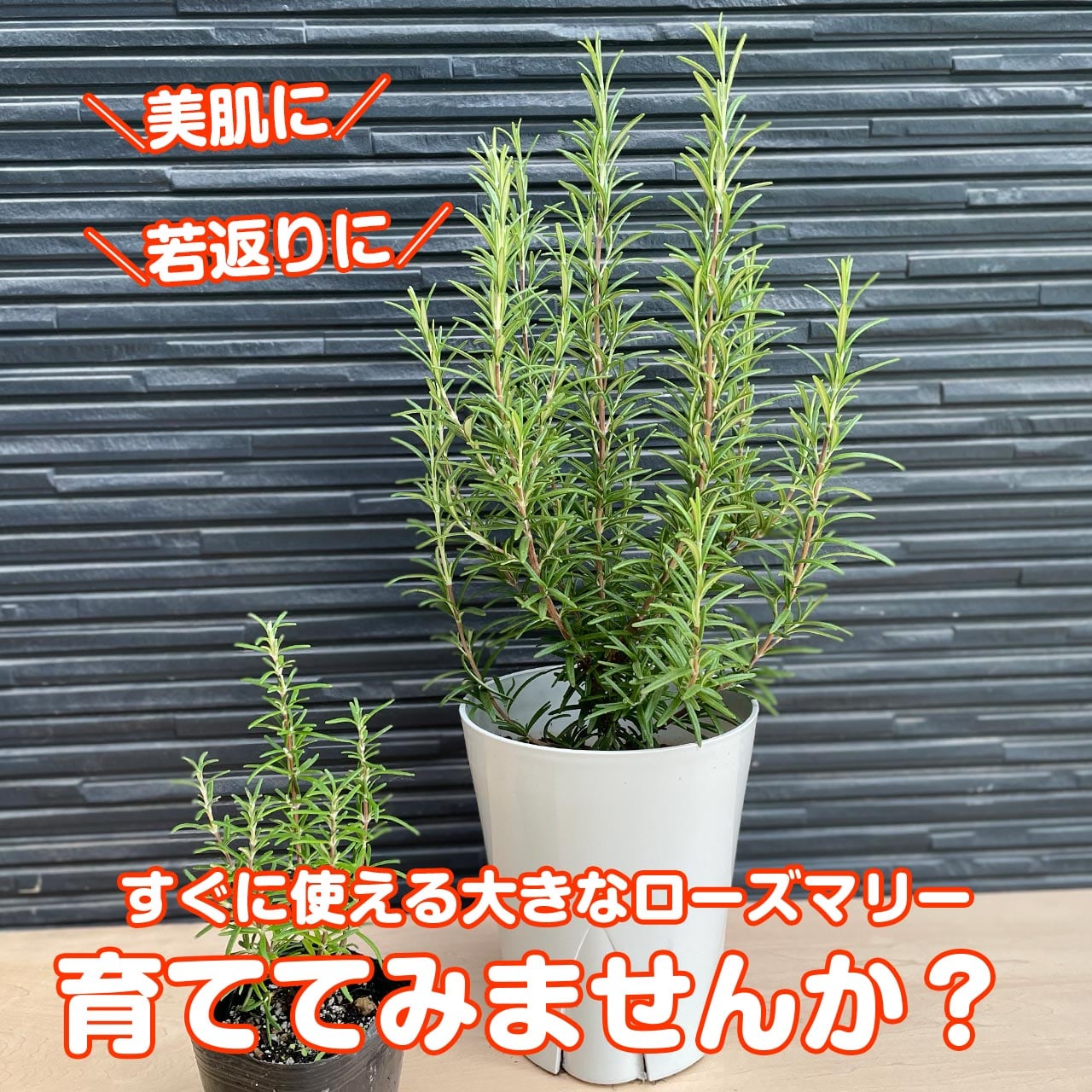 ローズマリー 黒色ファイバー鉢植え　虫除け効果あり