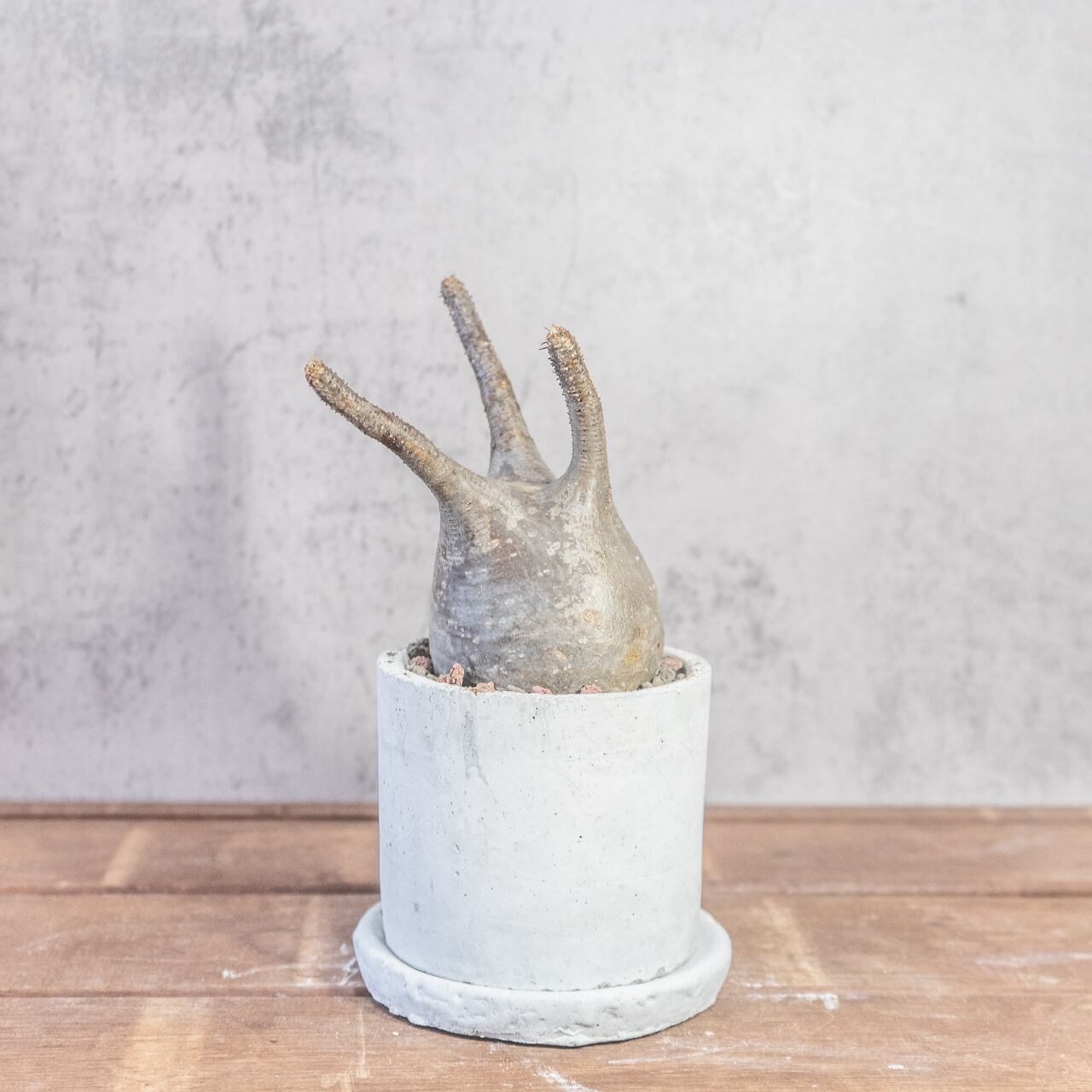 パキポディウム・グラキリス 胴回り26cmの塊根美 インテリアにも映える特別な株【モルタル鉢】