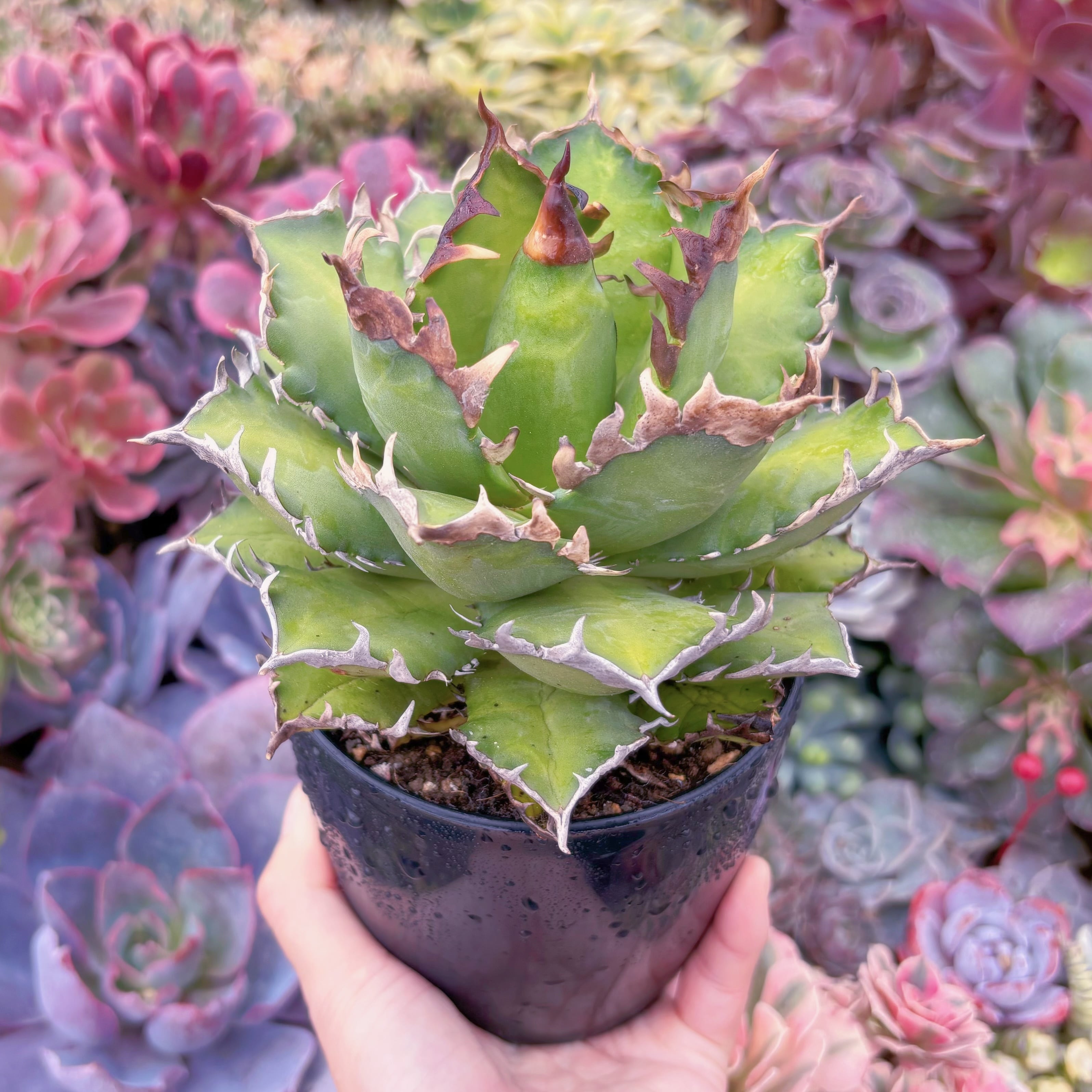 現品　アガベ　レッドキャットウィーズル#754　新入荷　るる農園