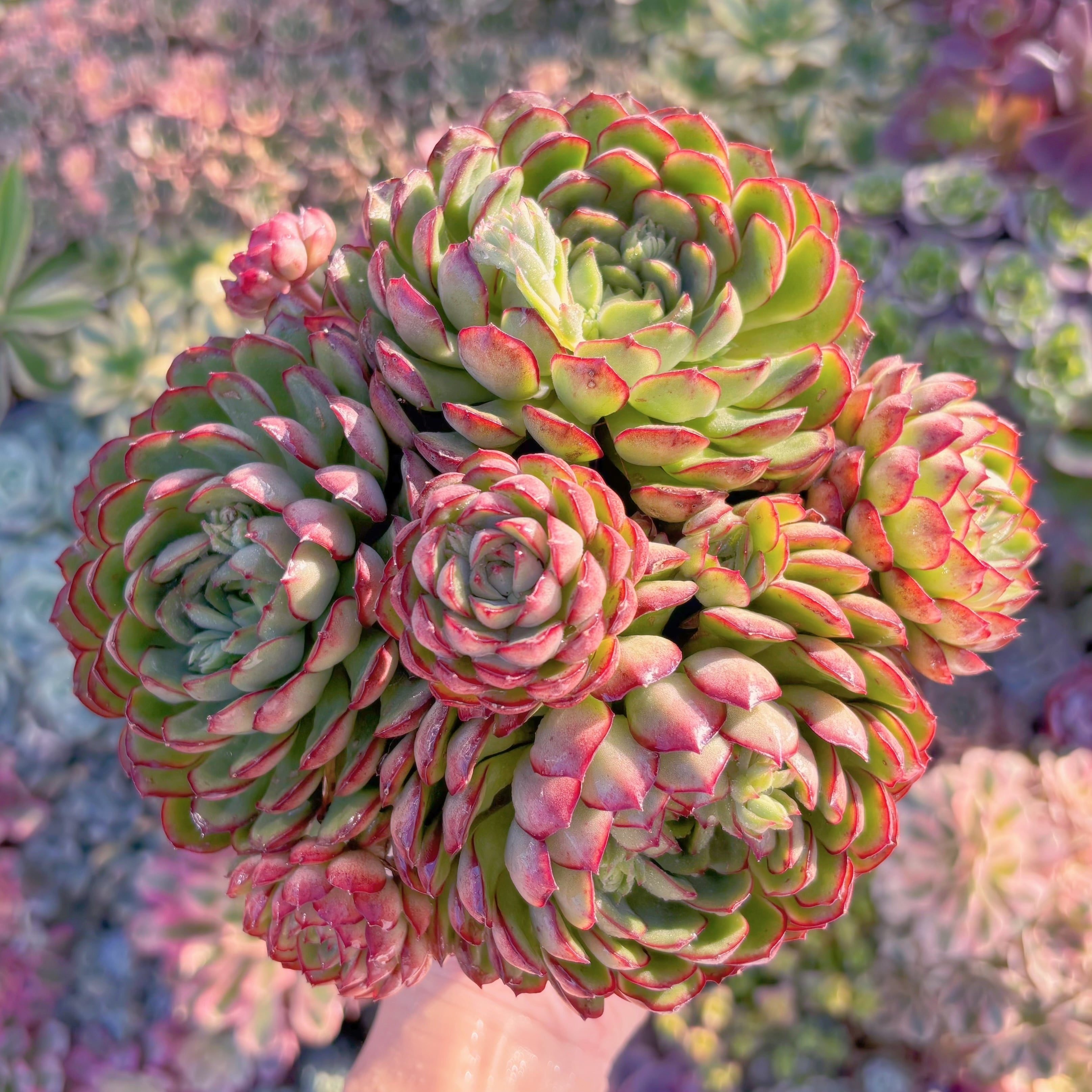 現品　さくらんぼ#M291　新入荷　るる農園