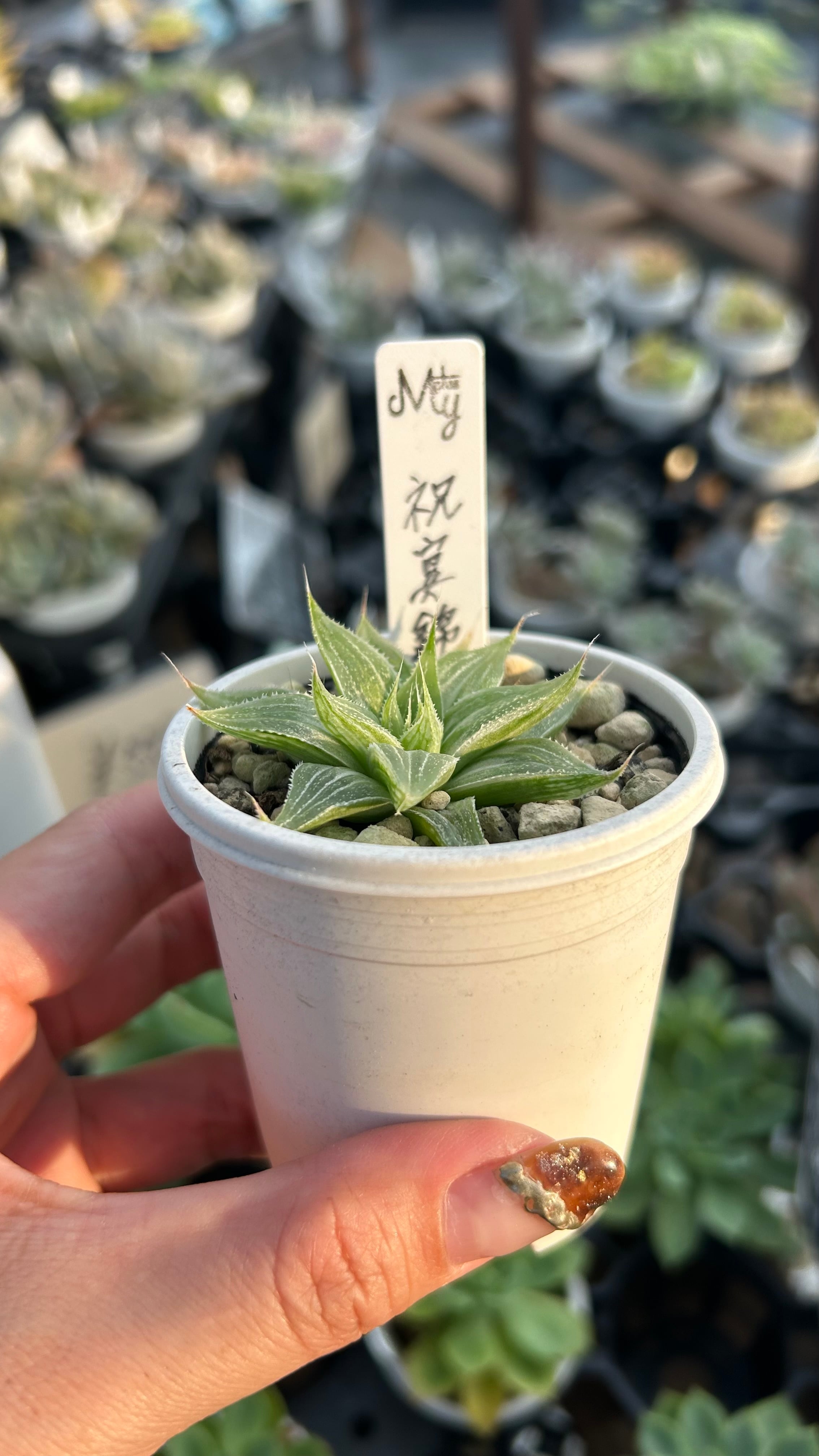 祝宴錦 多肉植物 ハオルチア 安心の生産ポットそのまま販売（8個選ん