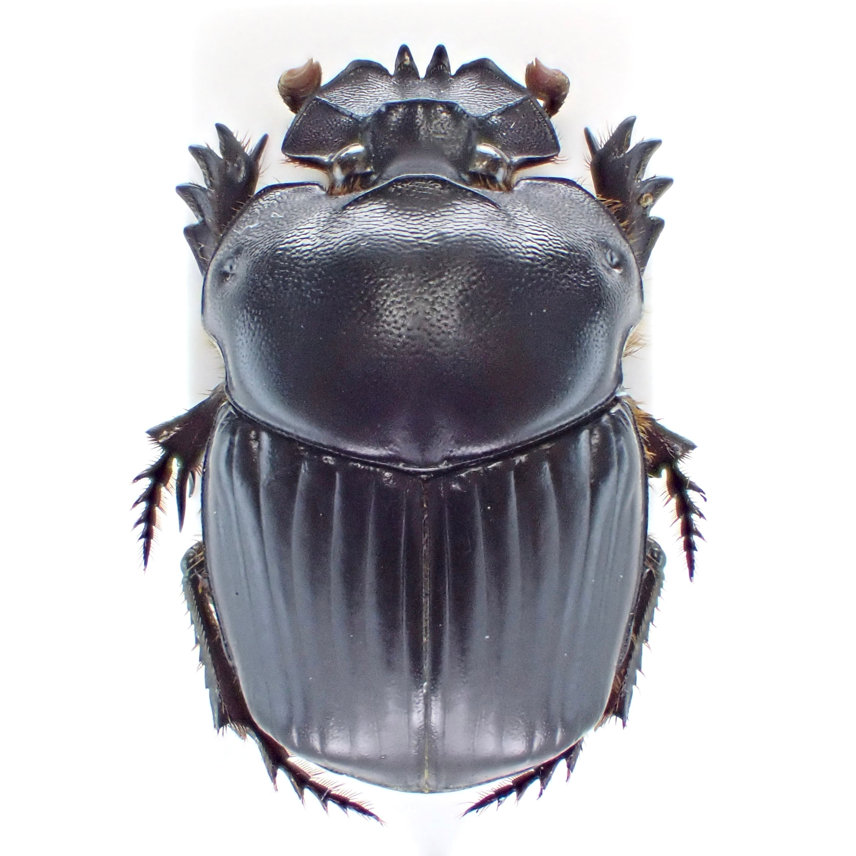 ボアカンガアフリカーナ30g 【公式通販】