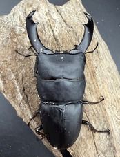 【WD】《西ペレンヒラタ（スラウェシオオヒラタ） 89.5mm ペア》