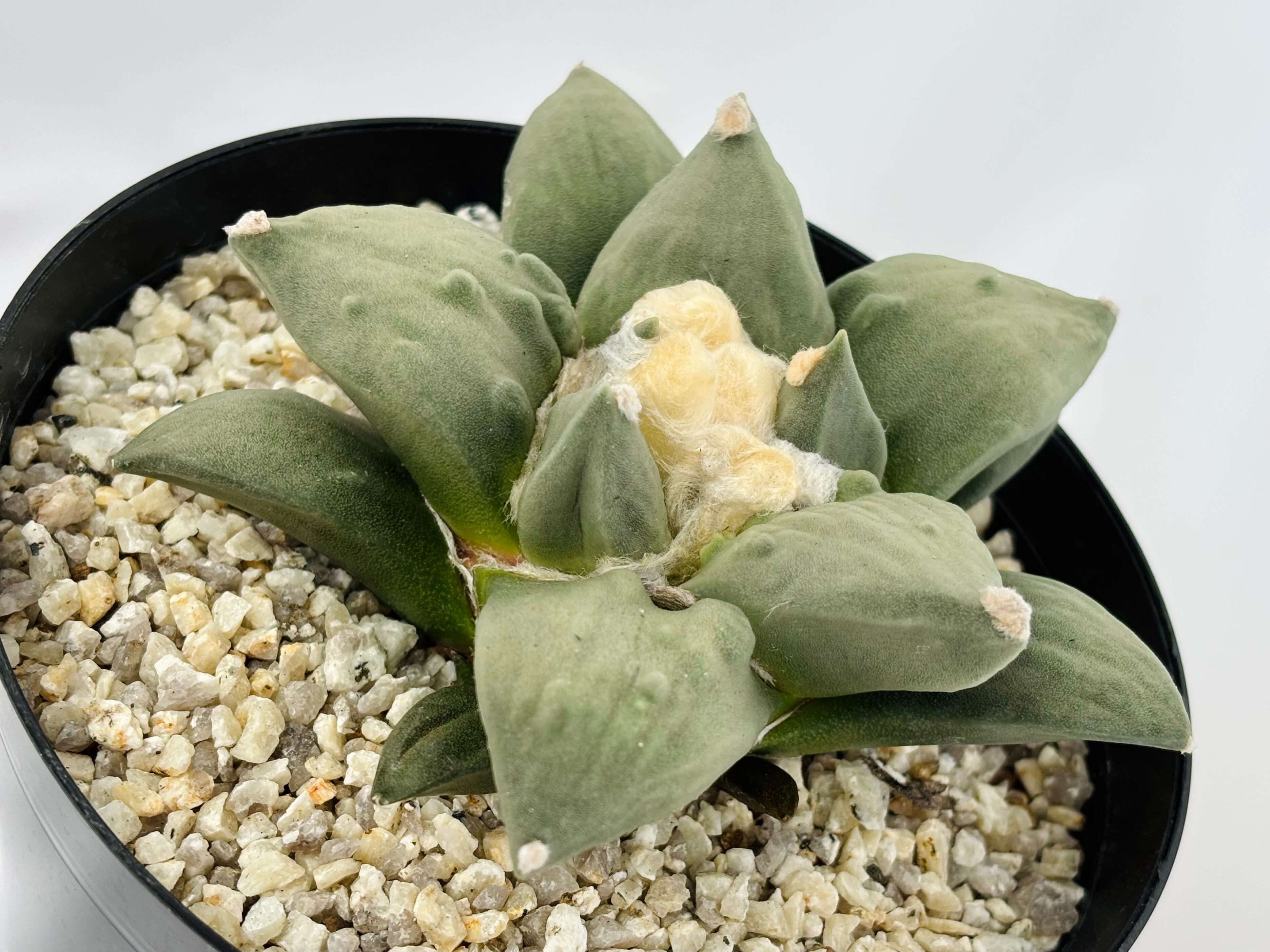 Ariocarpus Cauliflowermonst. アリオカルプス 花牡丹モンスト
