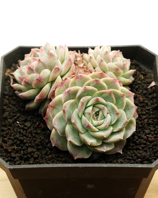 カット苗 ミッドナイトベール Echeveria 'Midnight Vail'