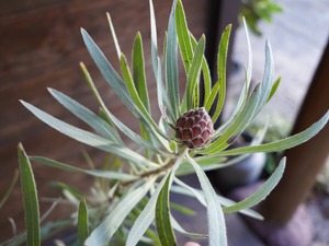 【現物】プロテア ”エクリプス” A