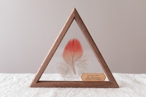 空中標本 大 - ベニコンゴウインコの羽