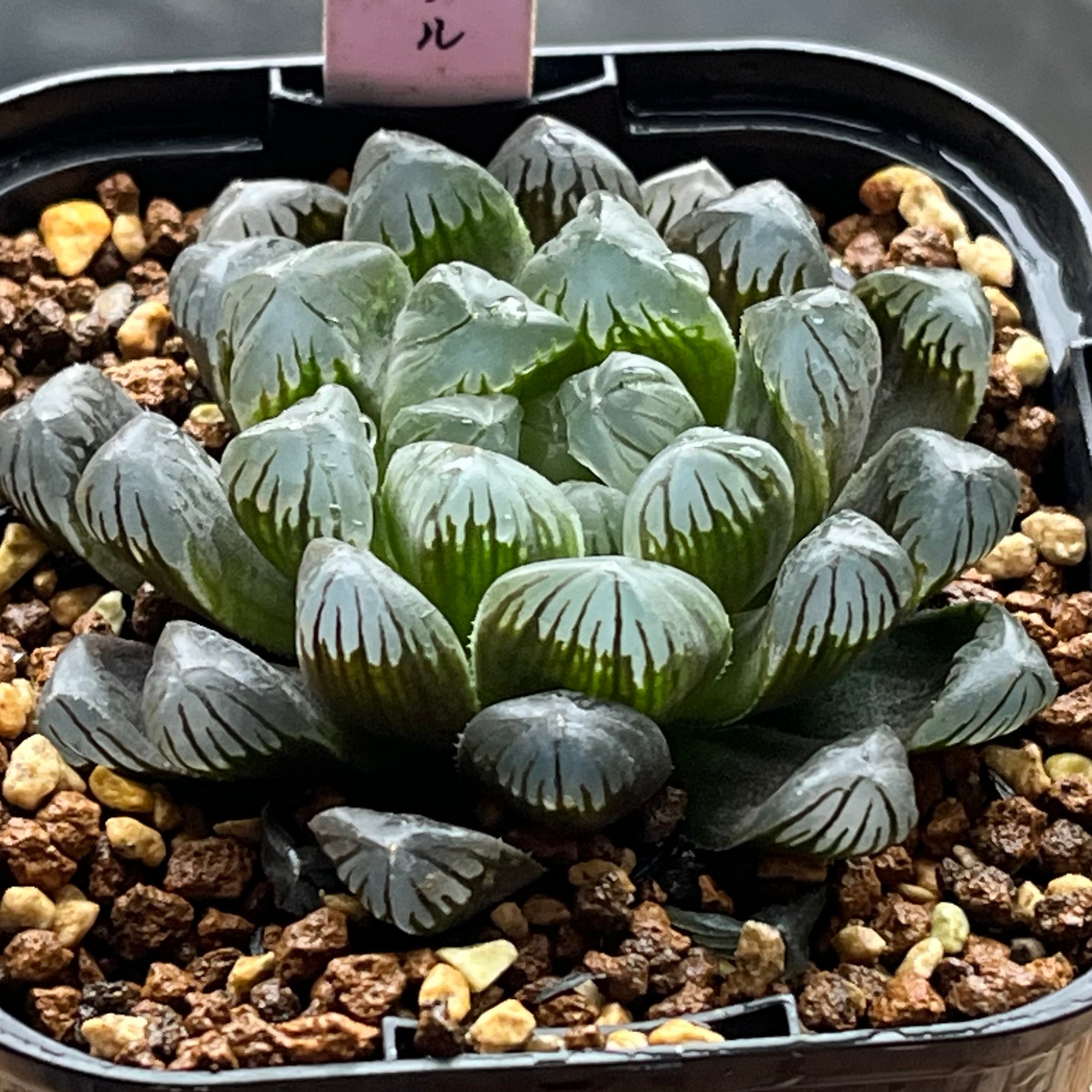 ハオルチア オブツーサ錦 竜珠 糊斑 | mocono_plants