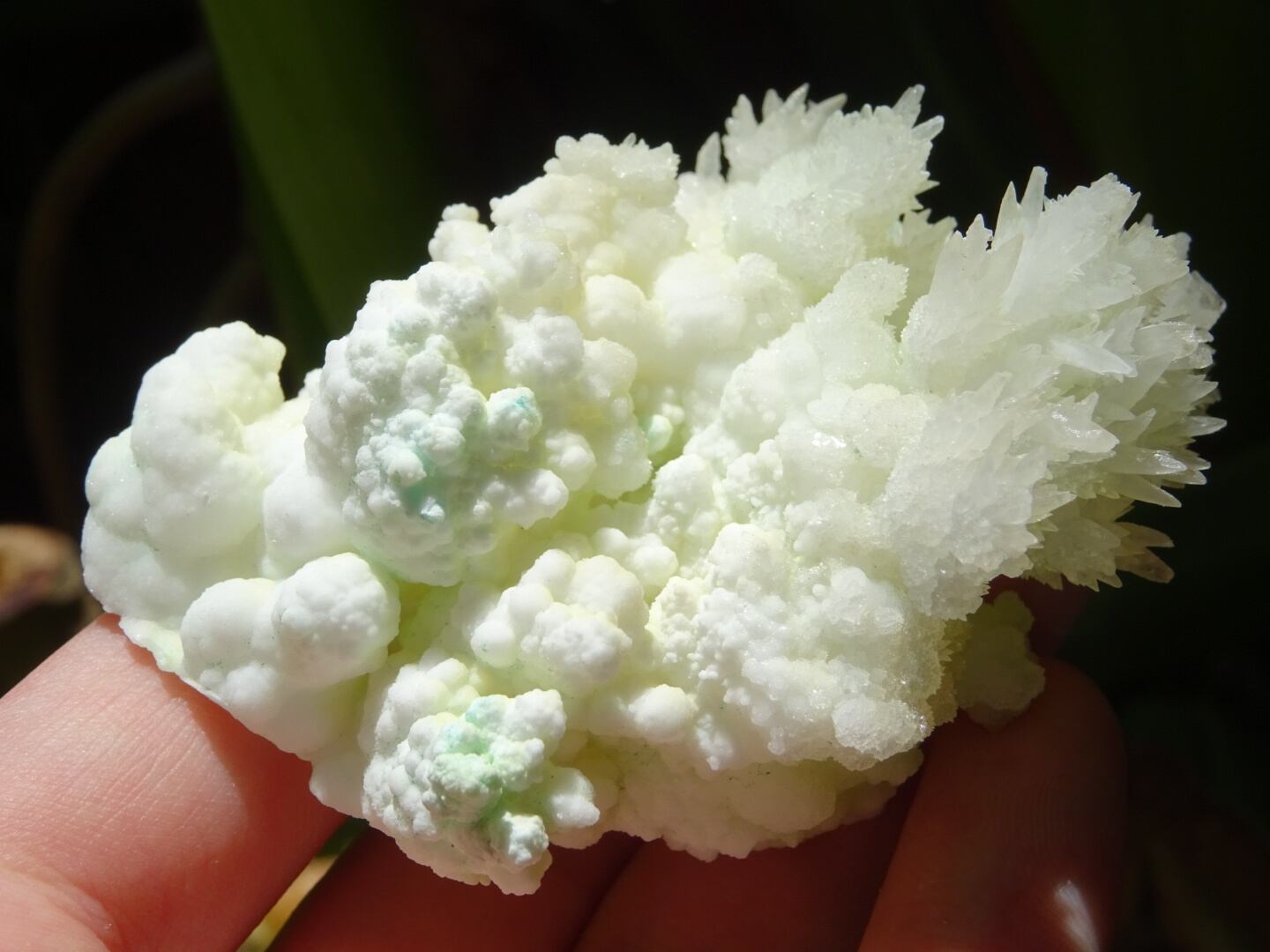 珊瑚の白い森」 グリーンカルサイト（アラゴナイト？）、ツリー