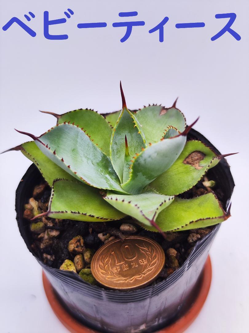 確認用　アガベ　ベビーティース錦　ベビーティース　グアダラハラナドワーフ 確認用 アガベ ベビーティース錦 ベビーティース グアダラハラナドワーフ
