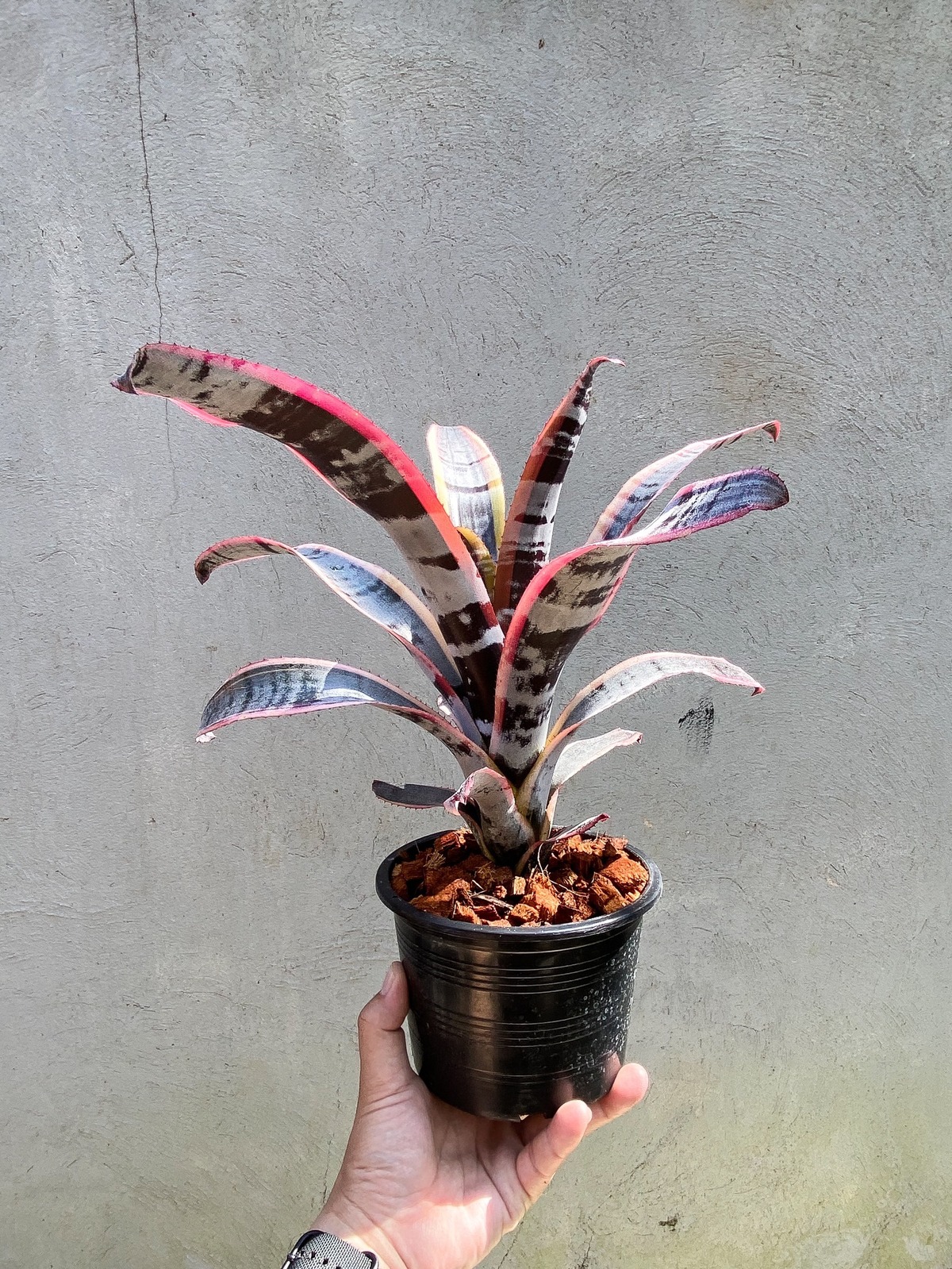 Aechmea Otto 【artPLANTs】エクメア/タンクブロメリア | artPLANTs 
