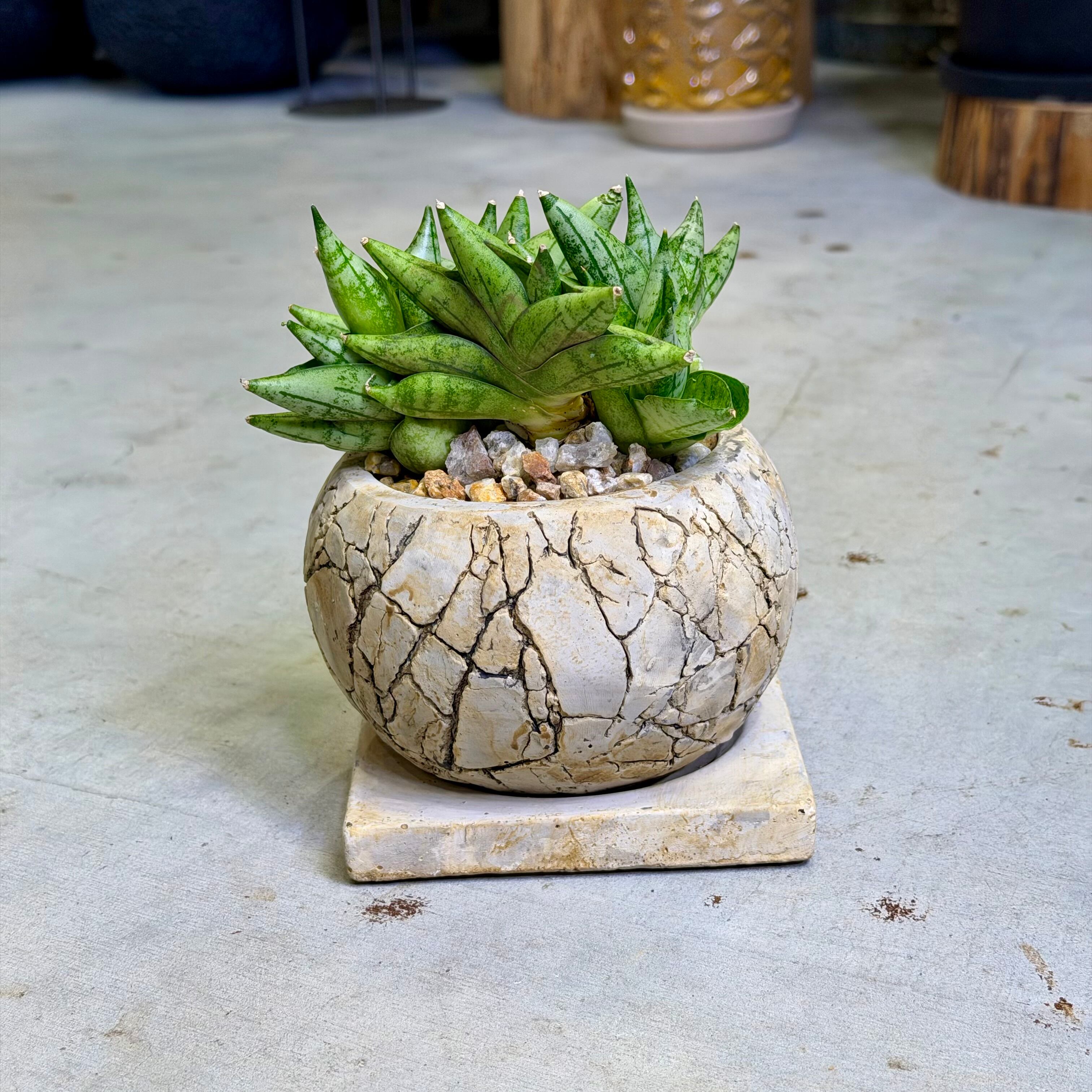 サンスベリア・ベラ | barrelplants_BONSAI