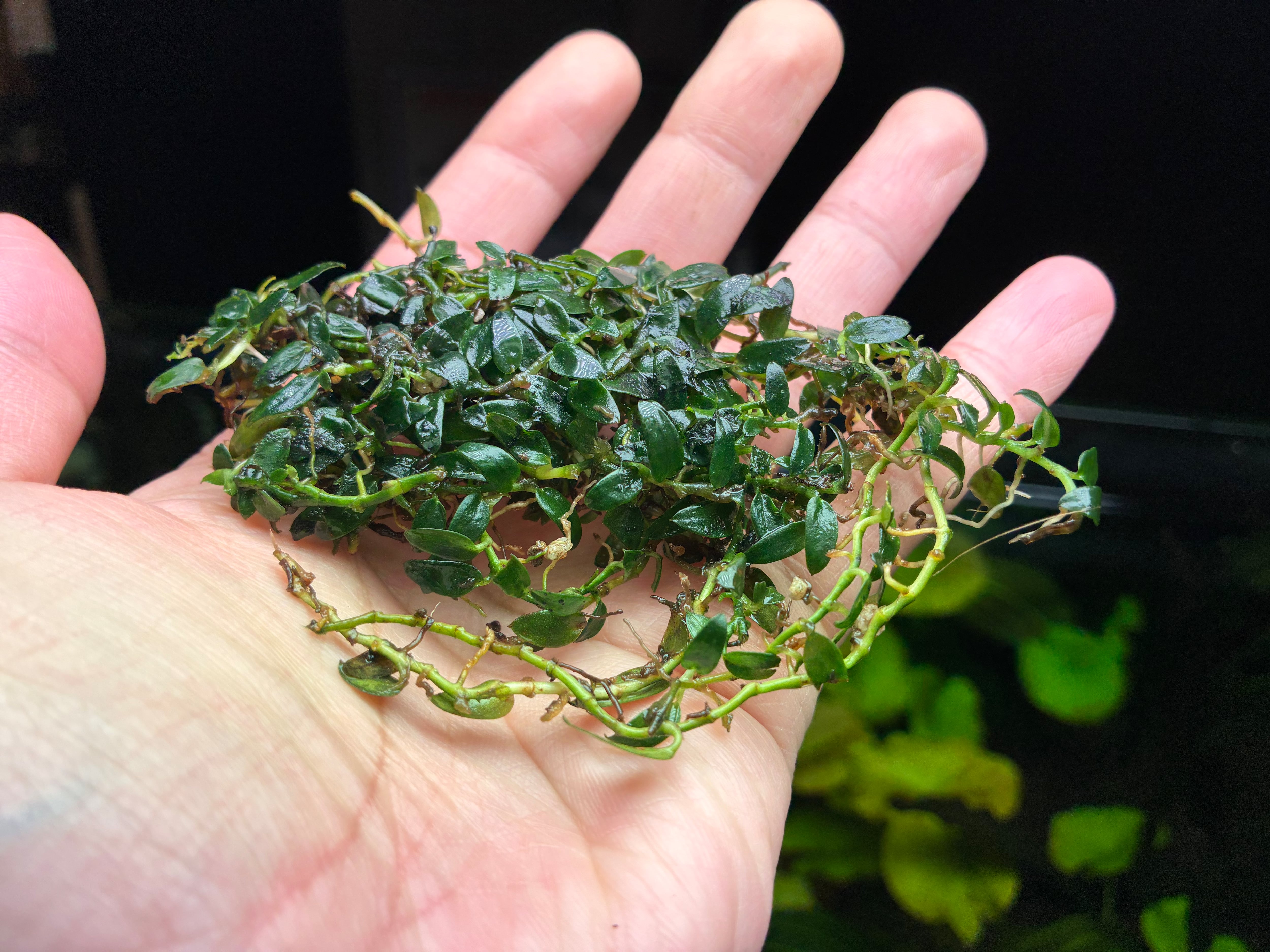 水草・観葉植物 | AquaFocus