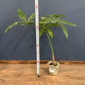 パキラ ミルキーウェイ 実生【783】